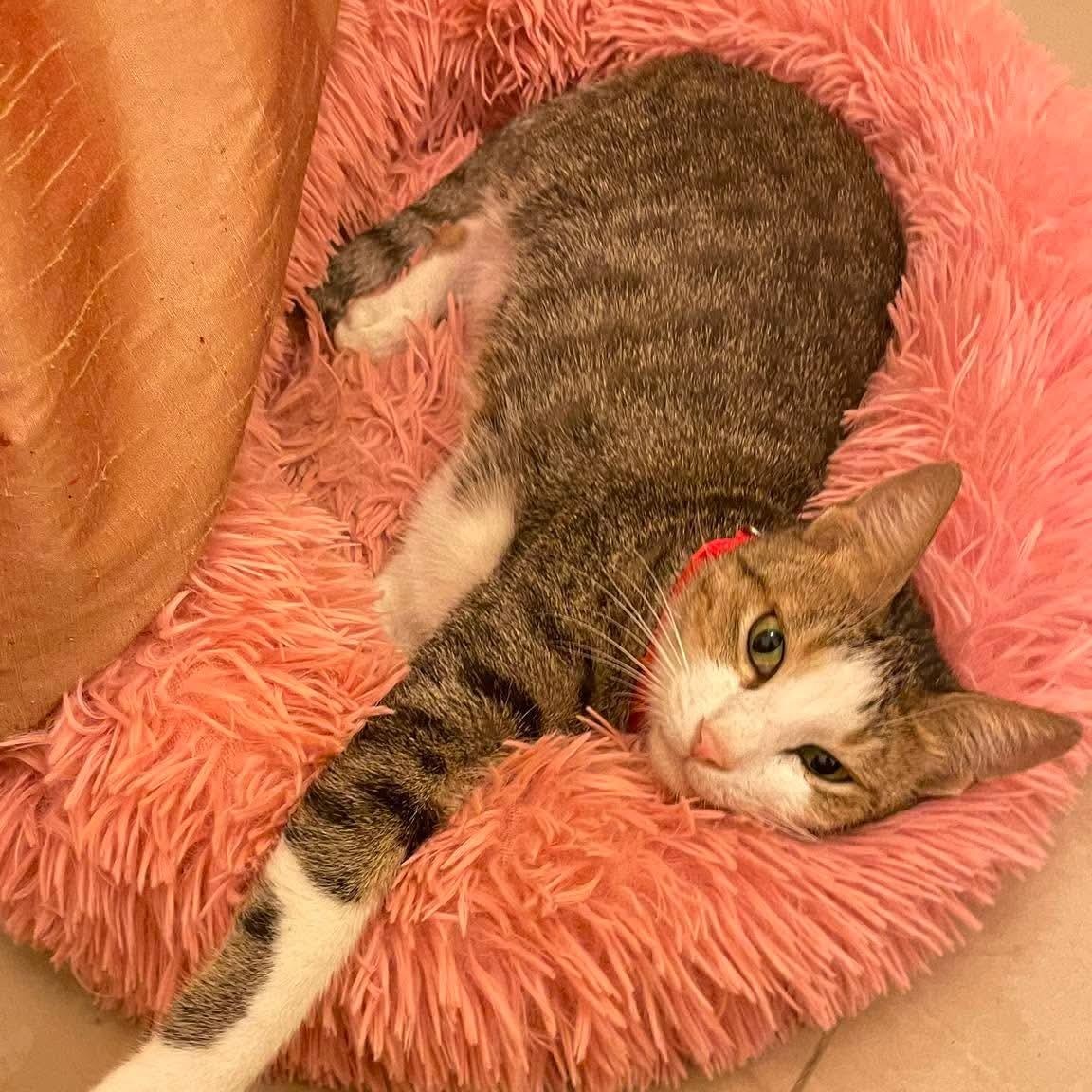Tara, Adoptable, Adult Female Domestic Short Hair.