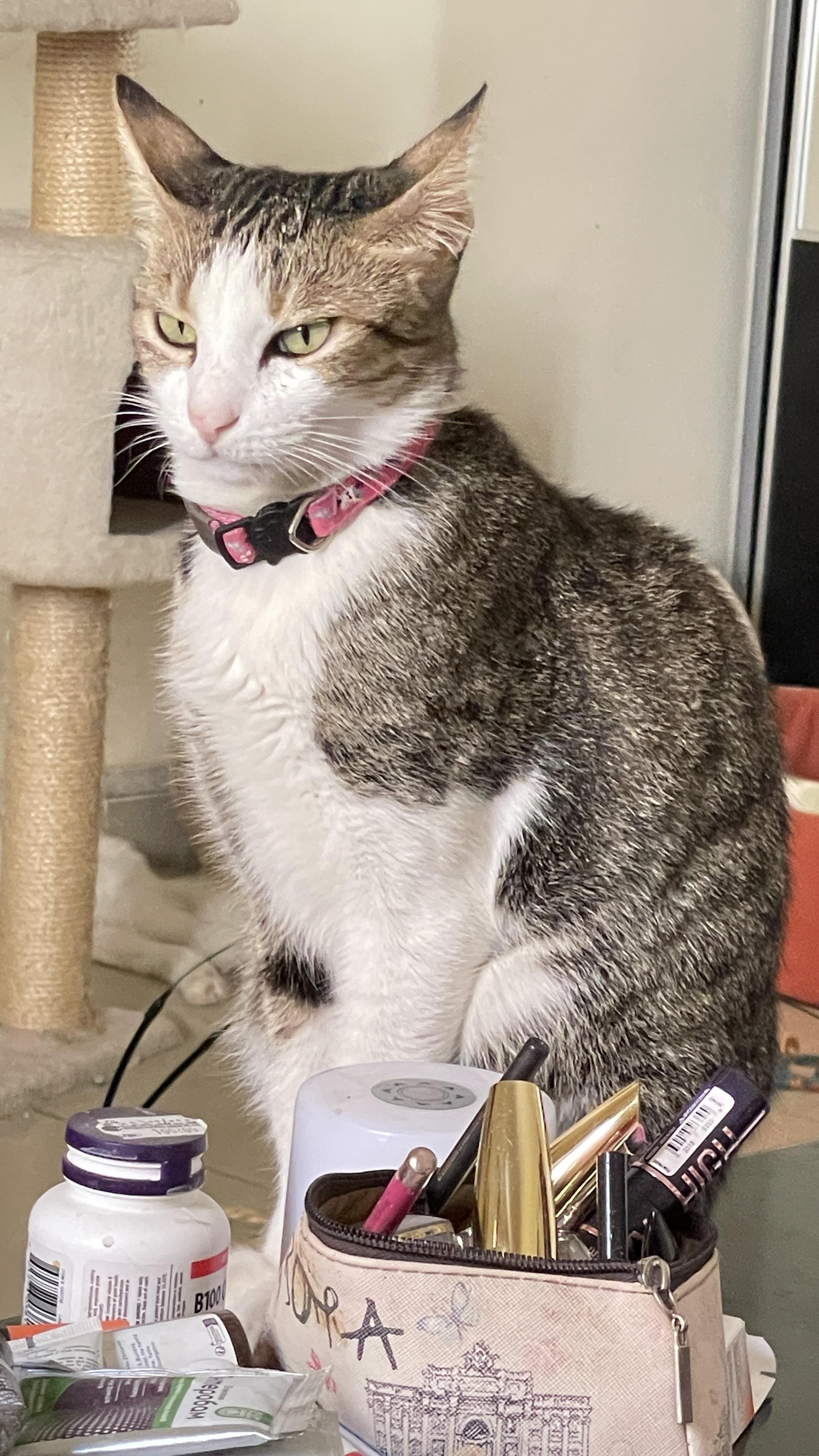 Enlarge Tara, a Adoptable Domestic Short Hair in Waltham, MA image 4/4