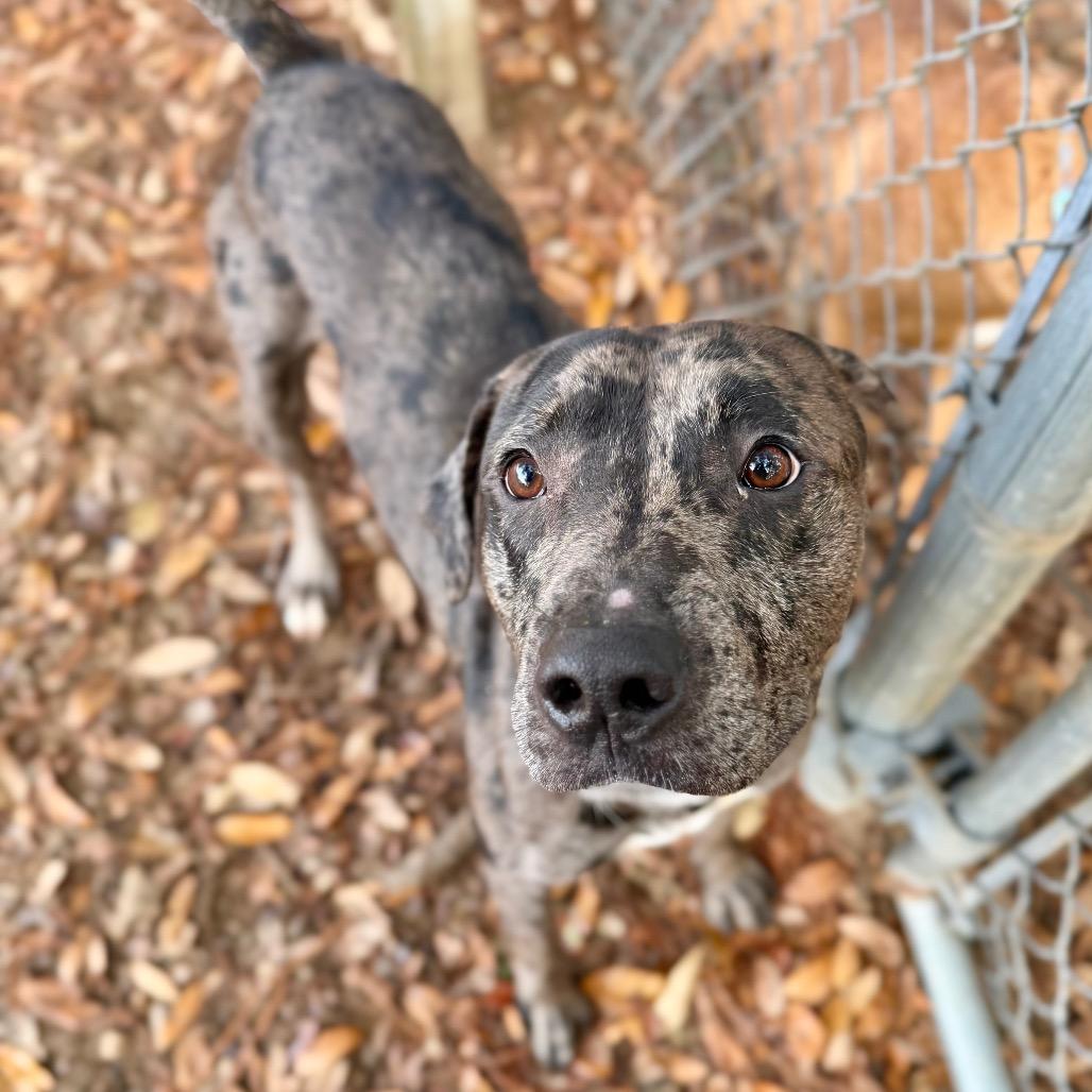 Enlarge Tembo, a Adoptable Mixed Breed in Milton, FL image 1/1