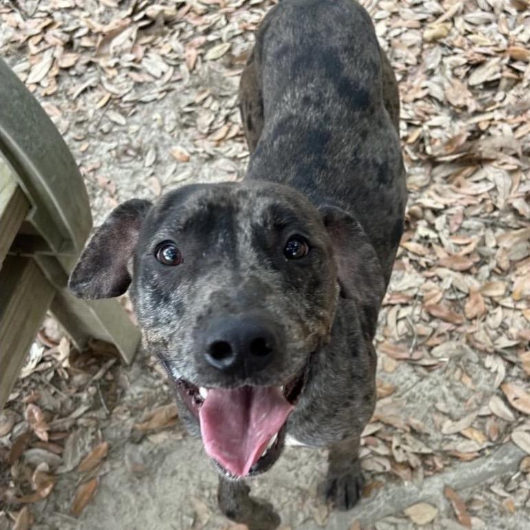 Enlarge Tembo, a Adoptable Mixed Breed in Milton, FL image 2/2