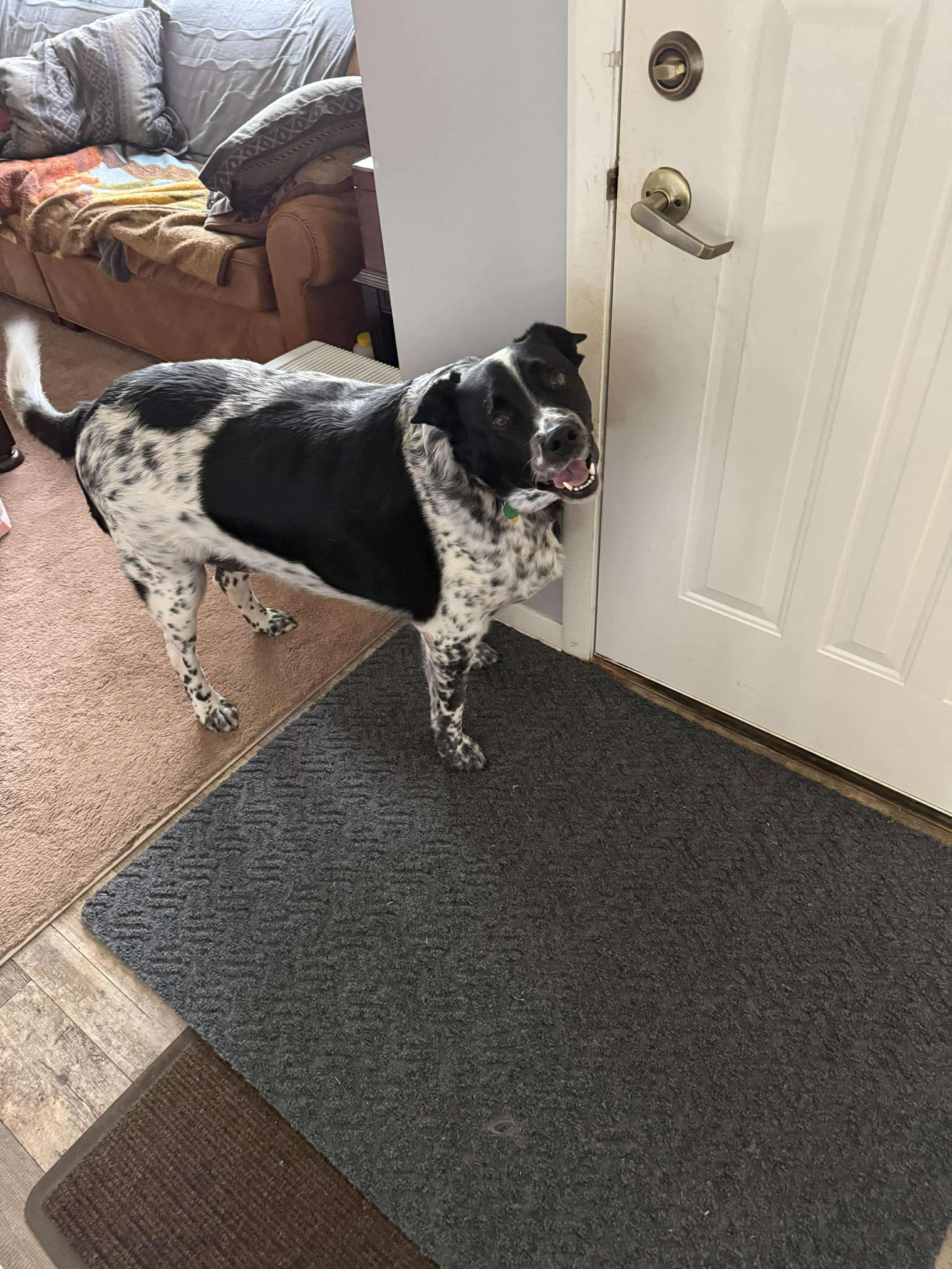 Skeeter, Adult Male unknown