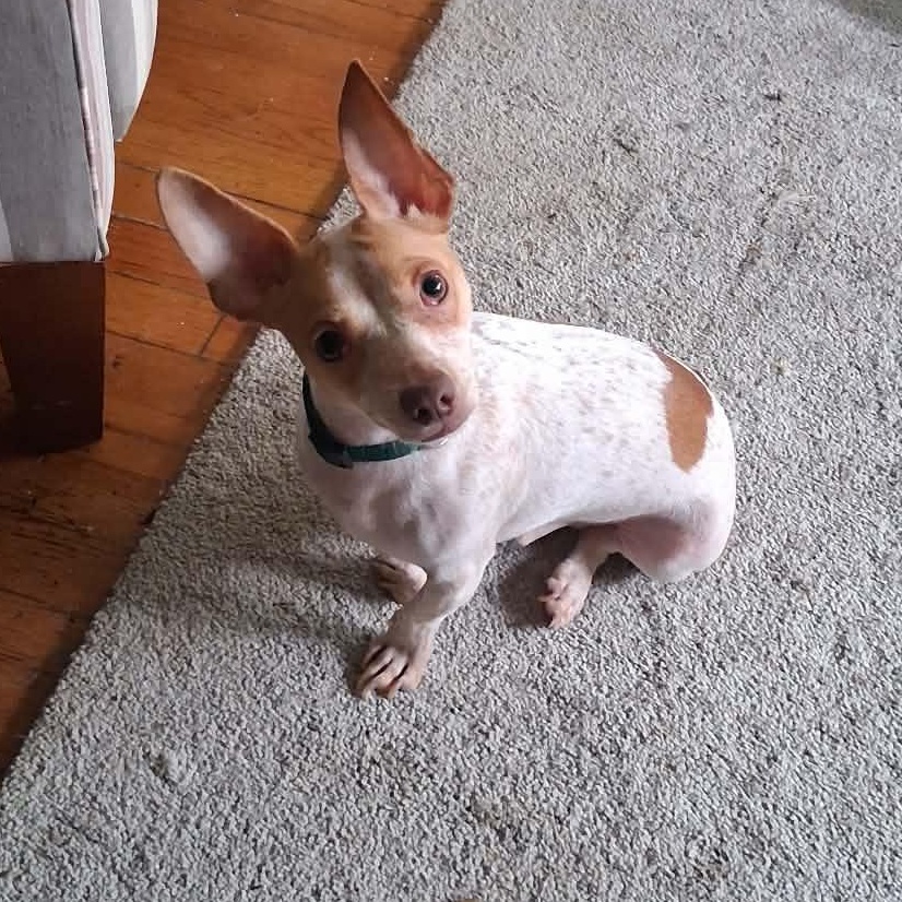 Enlarge Junior, a ADOPTABLE mixed breed in Woolwich, ME image 2/3