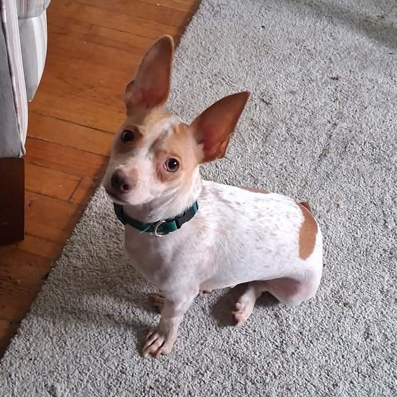 Junior, ADOPTABLE, Adult Male Chihuahua & Dachshund.
