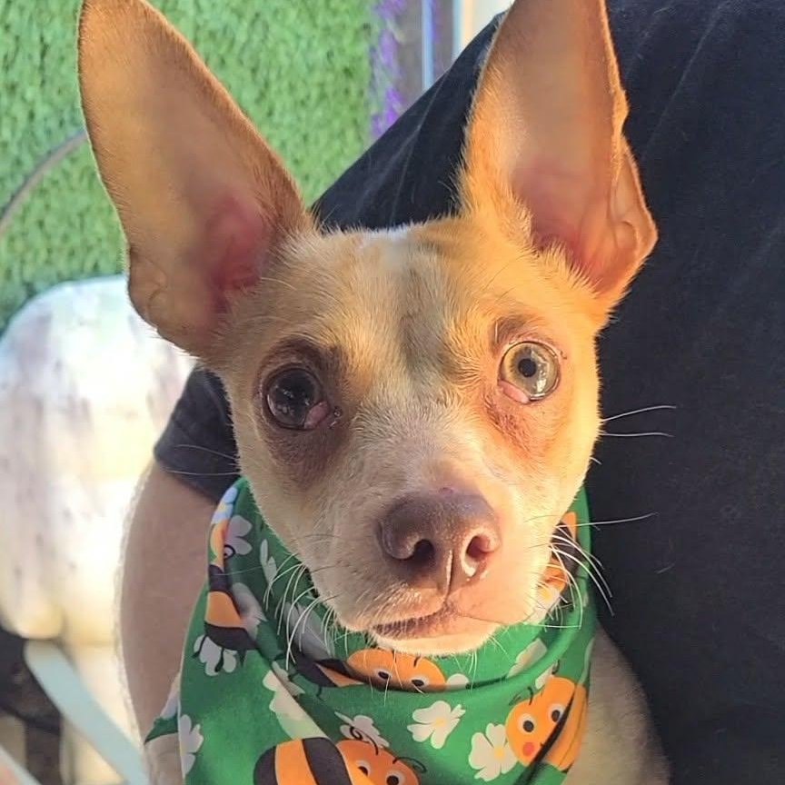 Enlarge Junior, a ADOPTABLE mixed breed in Woolwich, ME image 1/4