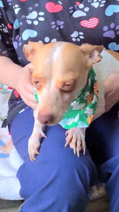 Enlarge Junior, a ADOPTABLE mixed breed in Woolwich, ME video 4/4