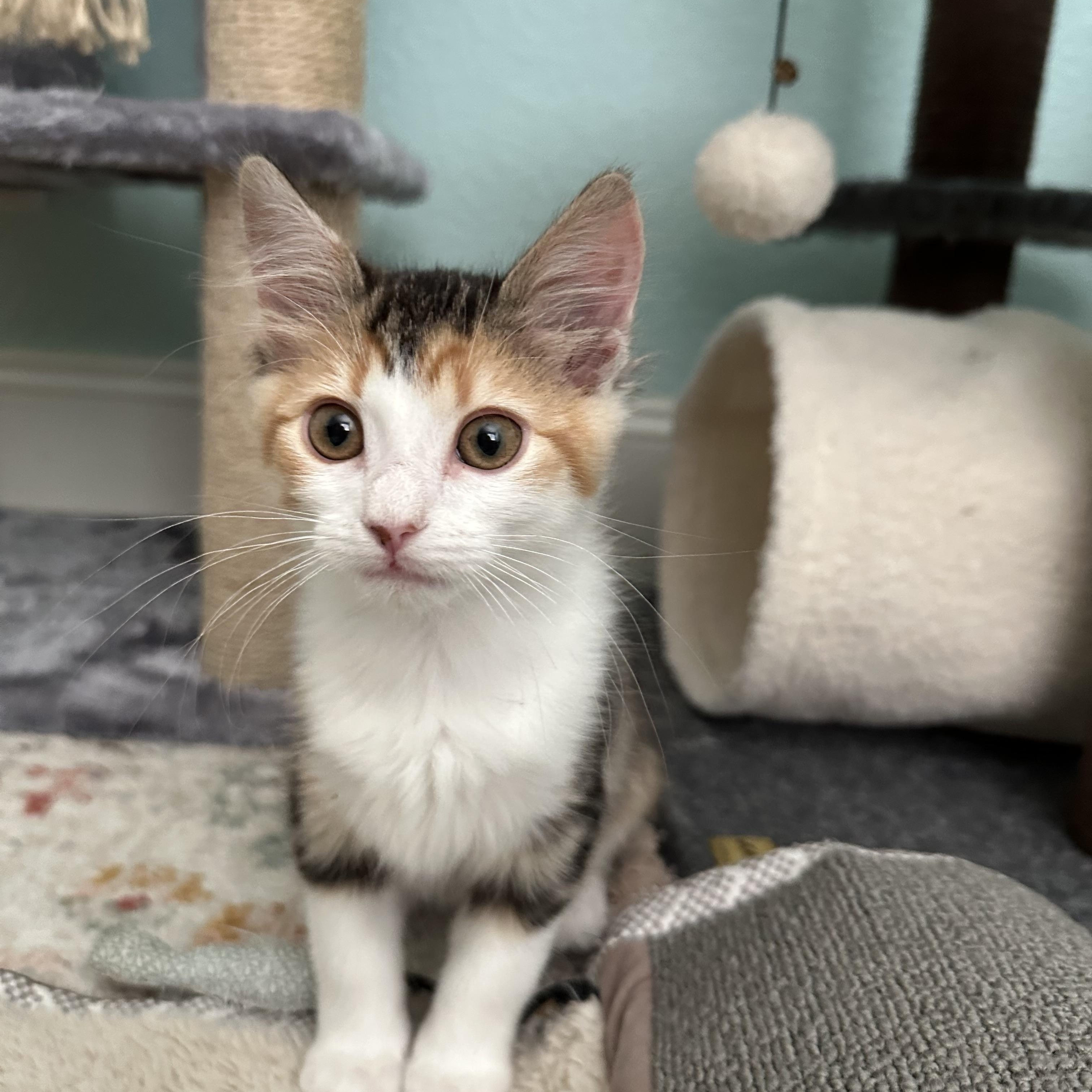 Marigold, adopted, Kitten Female Domestic Short Hair.