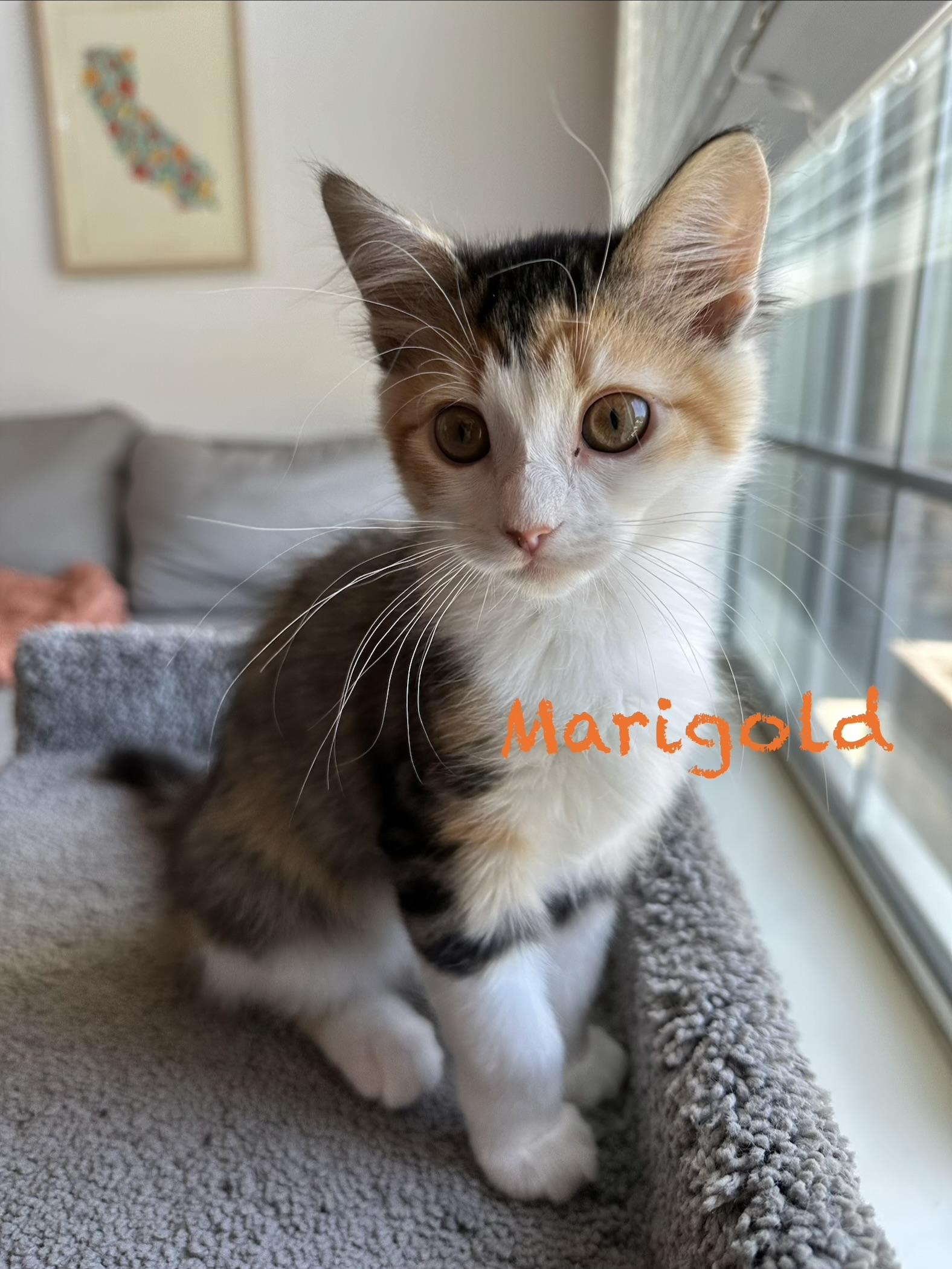 Enlarge Marigold, an adopted Domestic Short Hair in Vallejo , CA image 4/5