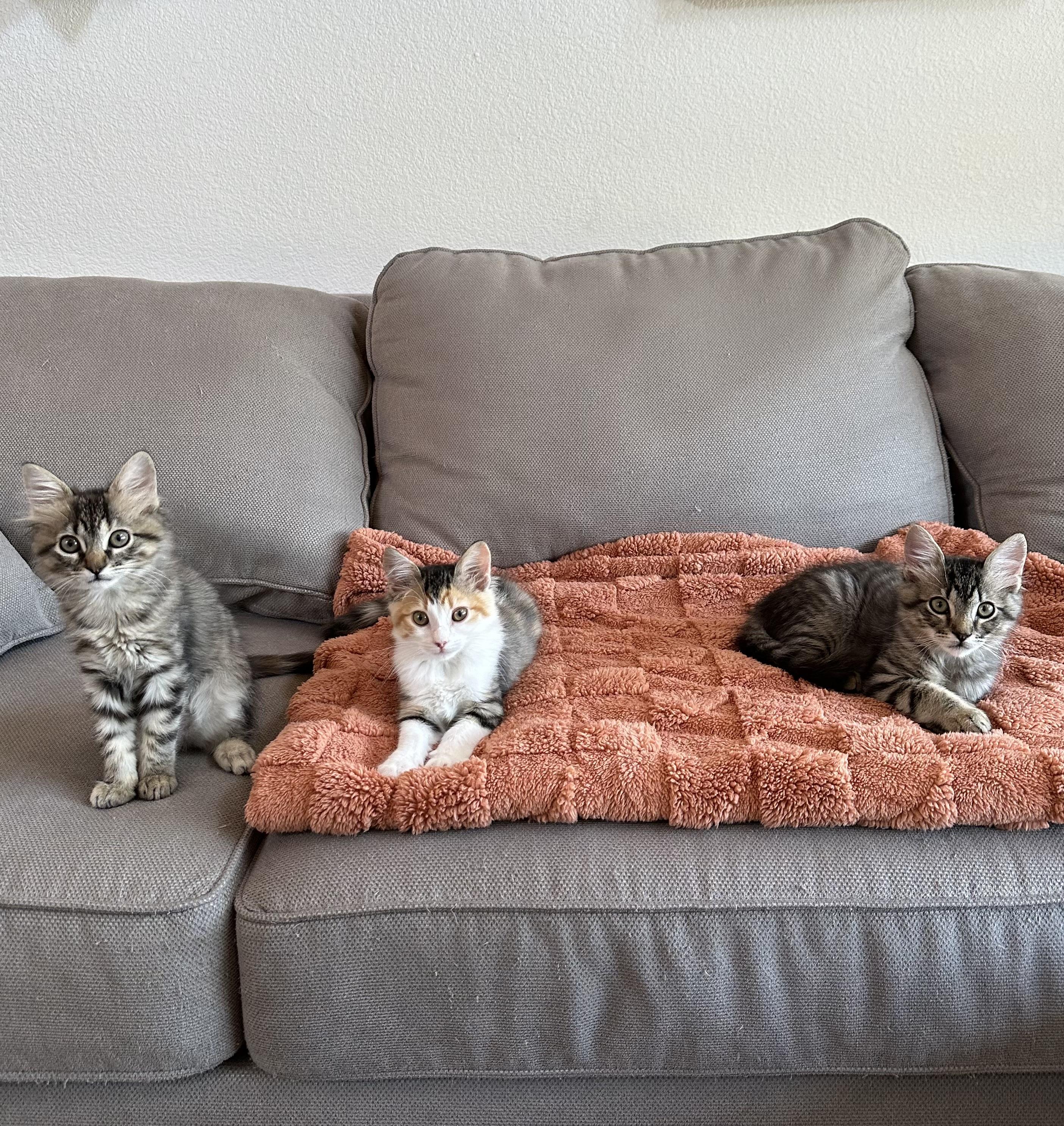 Enlarge Marigold, an adopted Domestic Short Hair in Vallejo , CA image 5/5