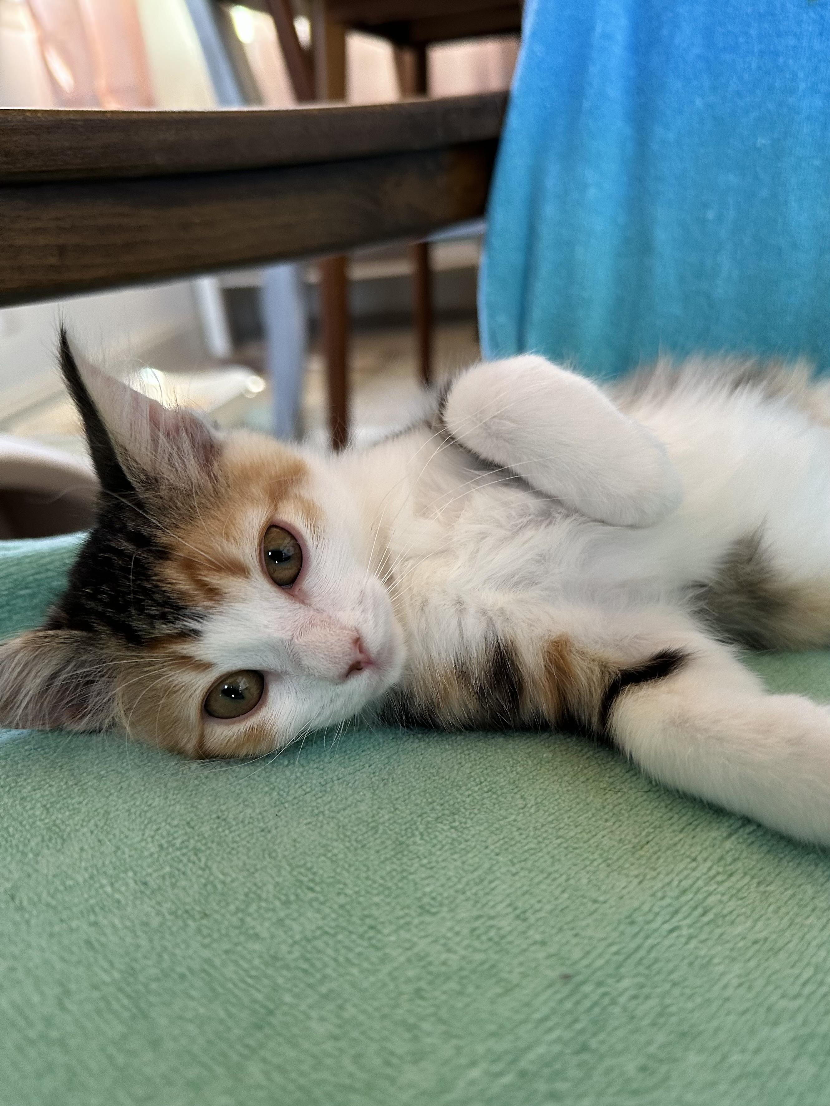 Enlarge Marigold, an adopted Domestic Short Hair in Vallejo , CA image 3/5