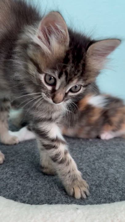 Enlarge Marigold, an adopted Domestic Short Hair in Vallejo , CA video 2/5