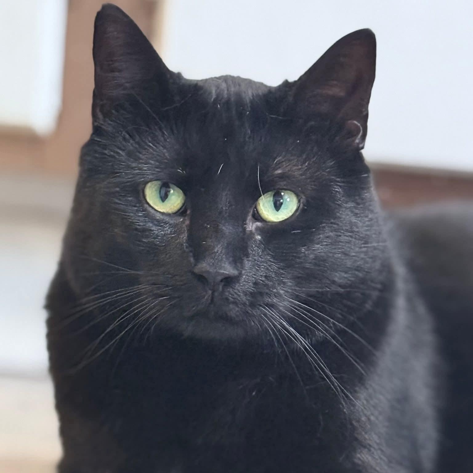 Cody, Adoptable, Adult Male Domestic Short Hair.