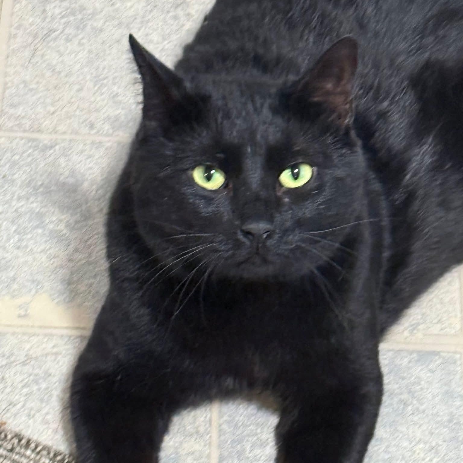 Cody, a Adoptable Domestic Short Hair in Norwich, CT image 2/3