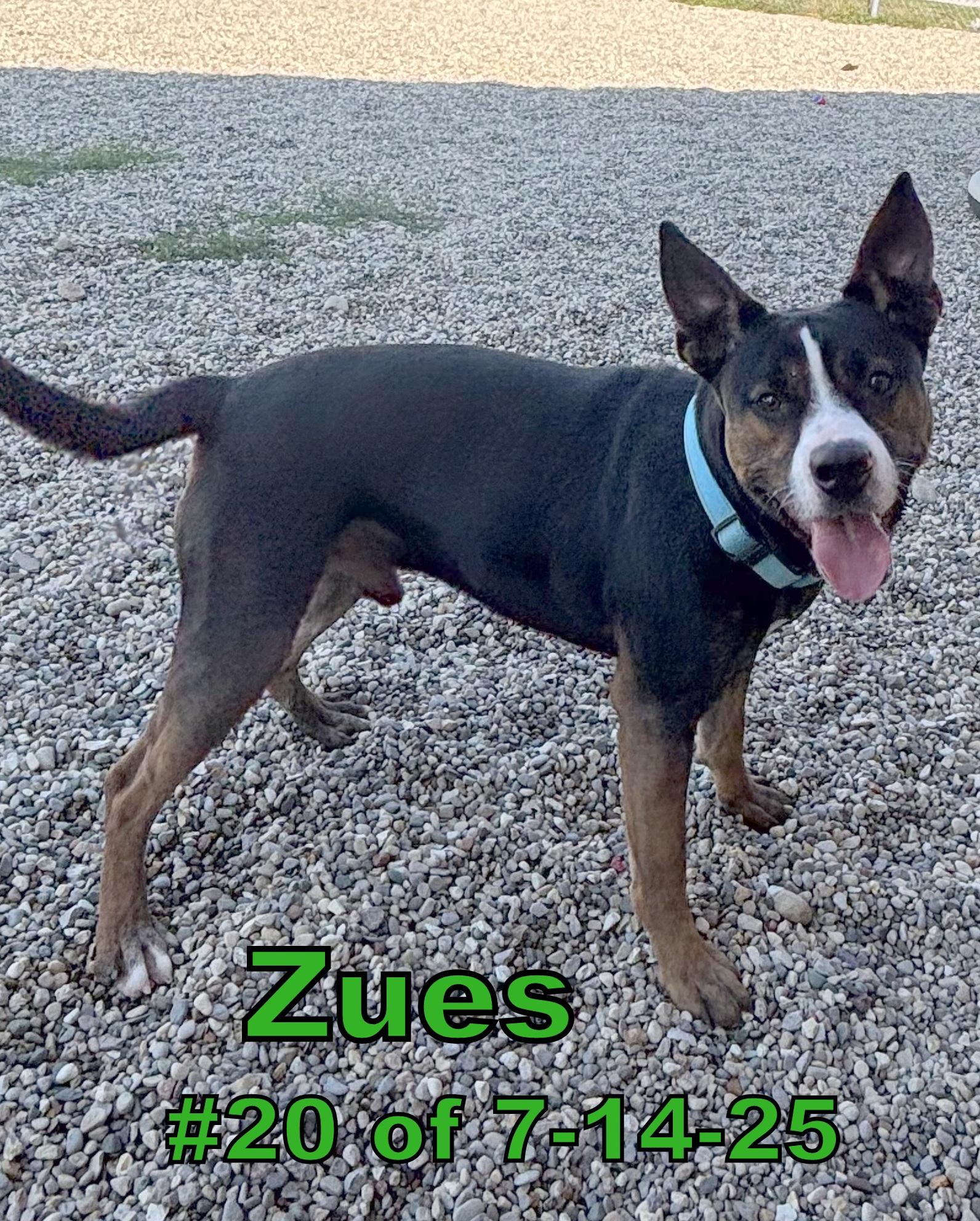 Zues #20 of 7-14-25