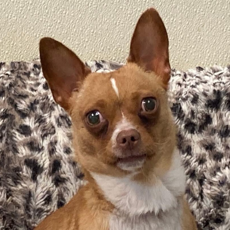 Maisie, Adoptable, Young Female Chihuahua.
