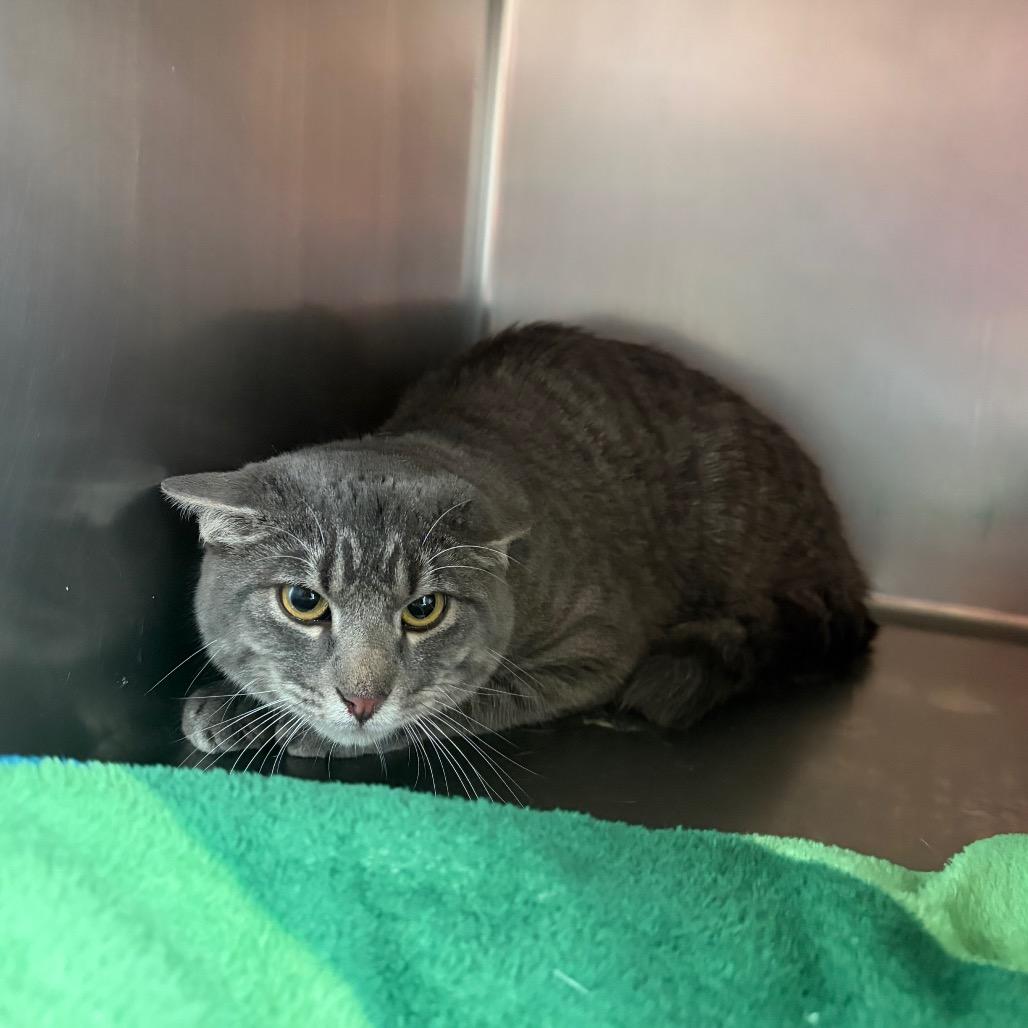 Frederick, Adoptable, Young Male Domestic Short Hair.