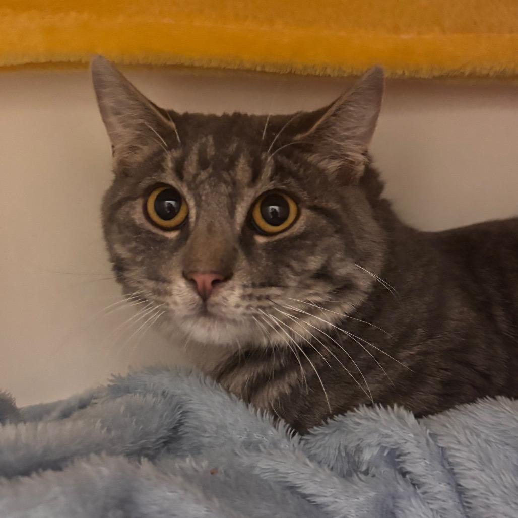 Enlarge Frederick, a Adoptable Domestic Short Hair in Council Bluffs, IA image 2/2