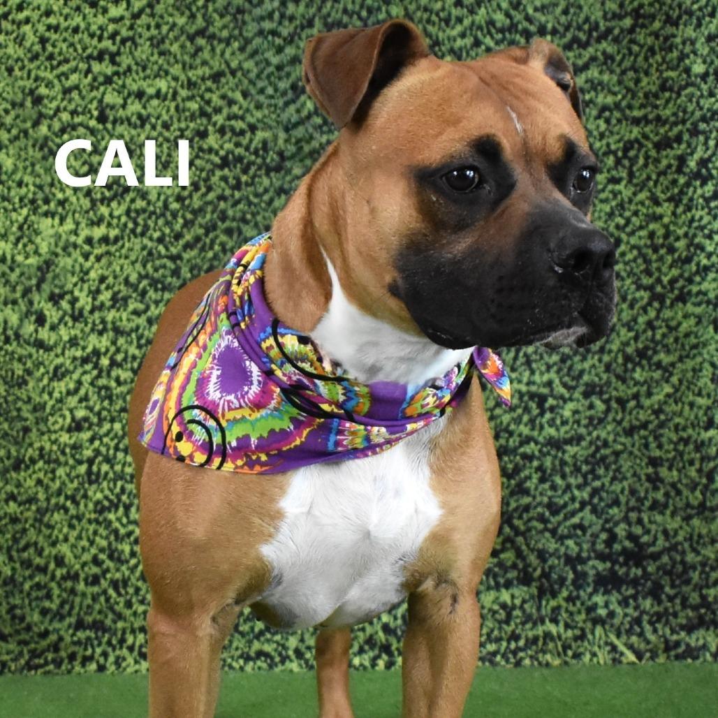 Enlarge Cali, a Adoptable mixed breed in Yuma, AZ image 1/4