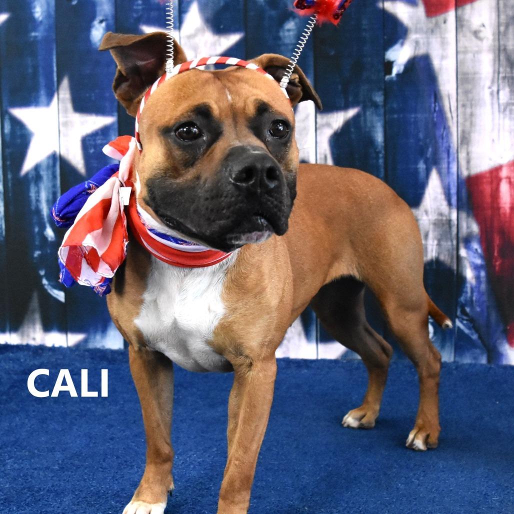 Cali, Adoptable, Adult Female Boxer & Mixed Breed.