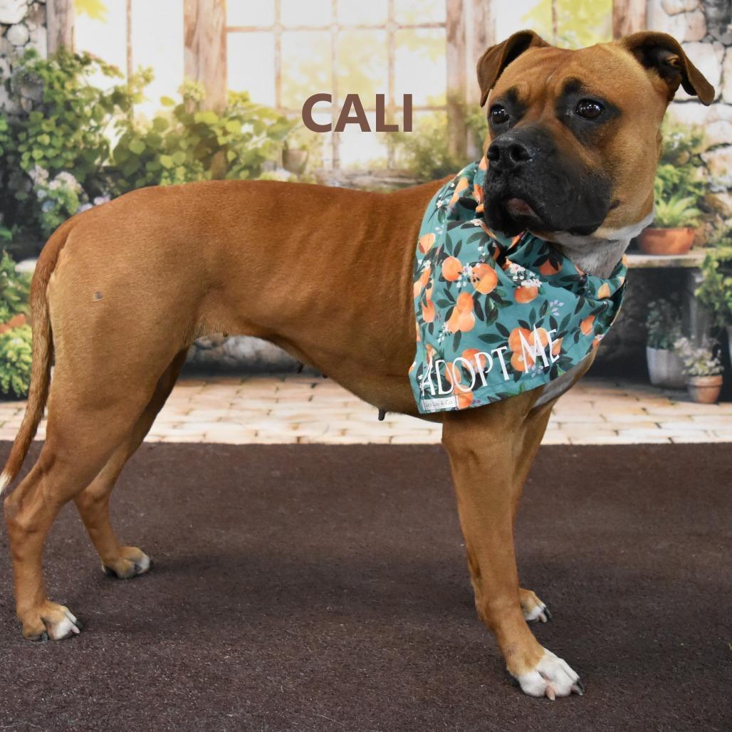 Cali, a Adoptable mixed breed in Yuma, AZ image 2/3