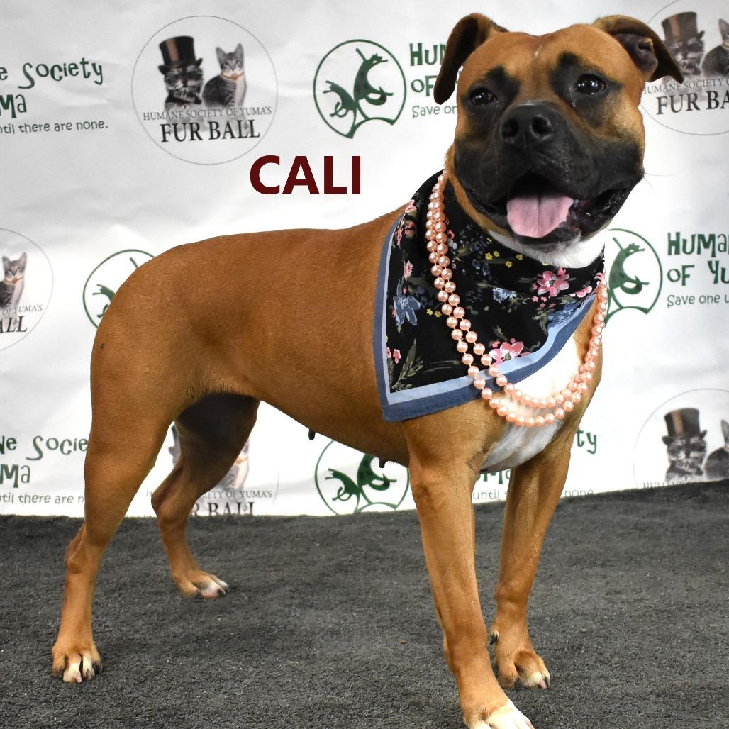 Enlarge Cali, a Adoptable mixed breed in Yuma, AZ image 4/6