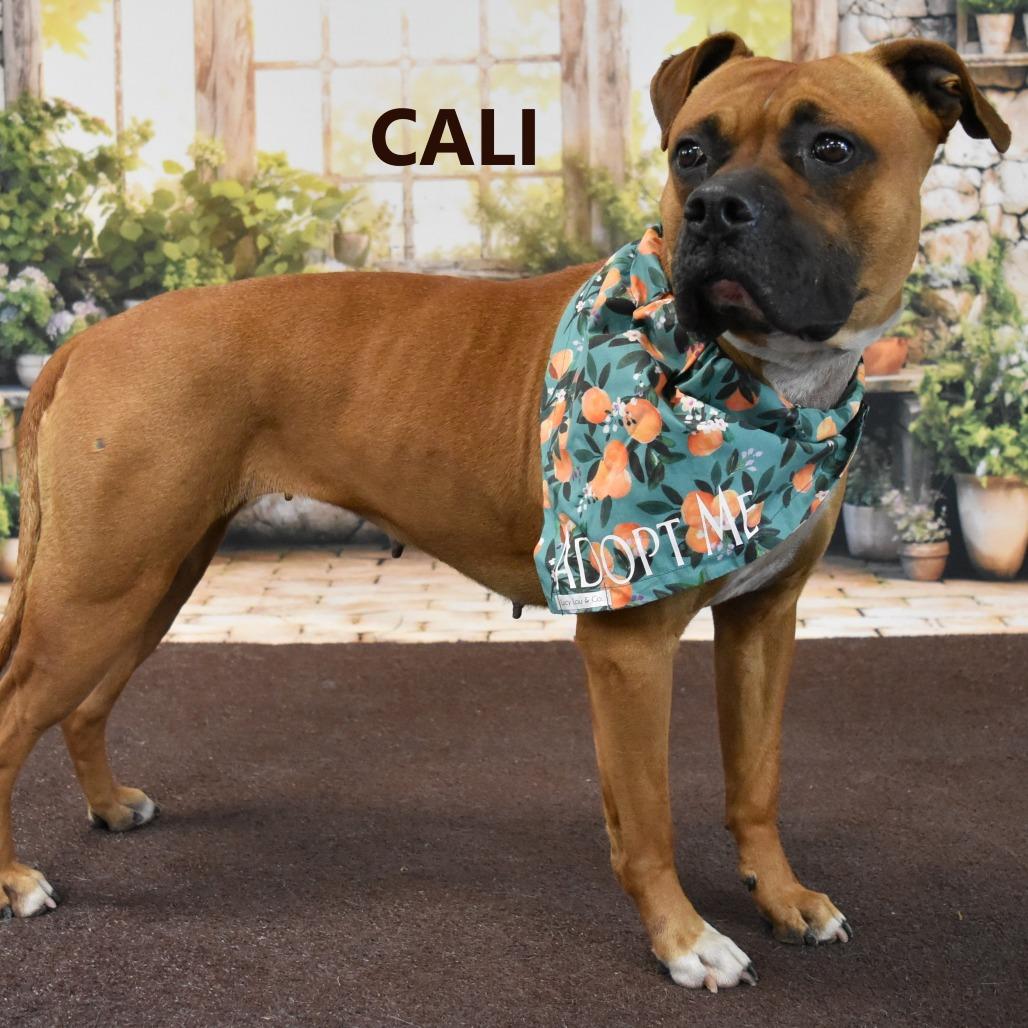 Cali, a Adoptable mixed breed in Yuma, AZ image 3/3