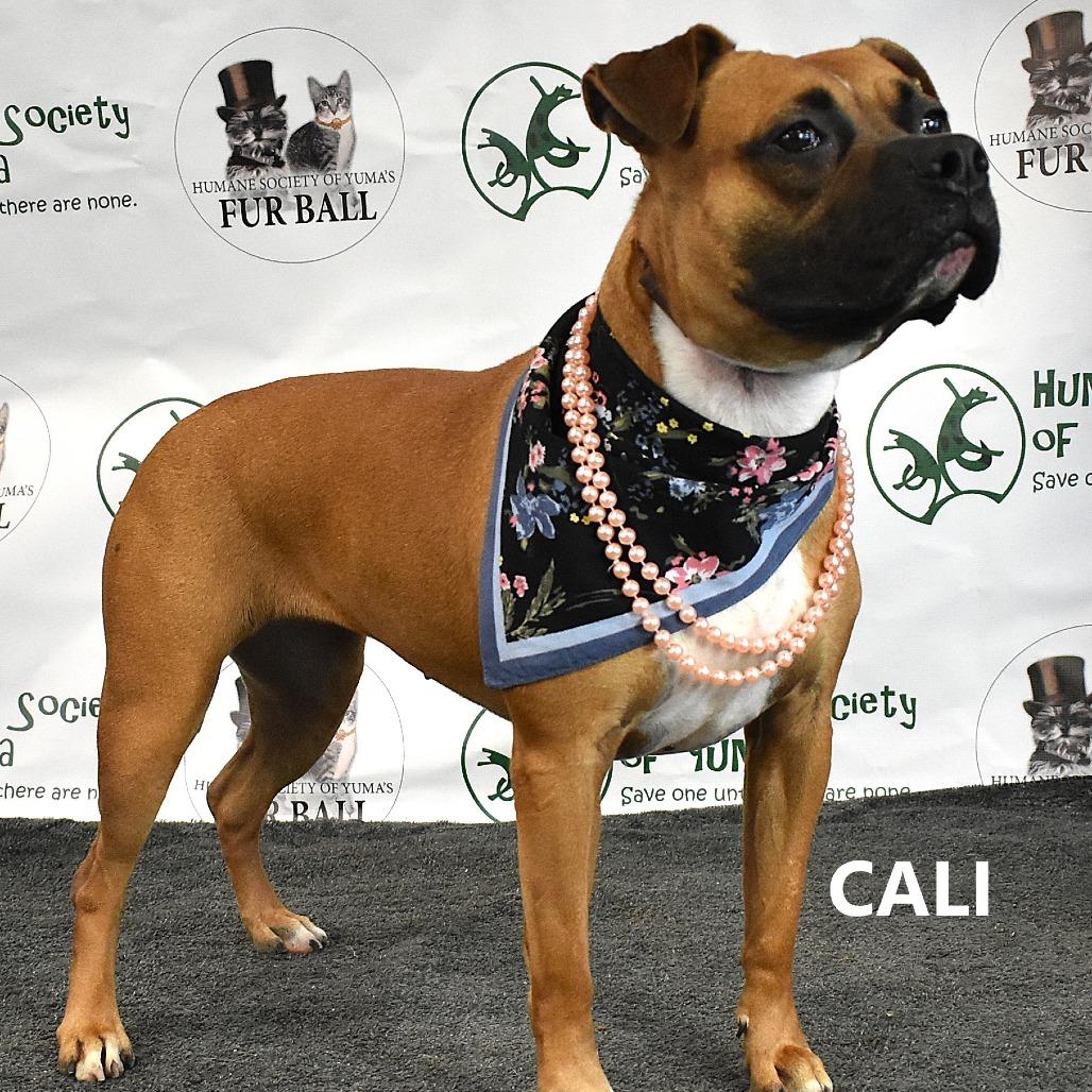 Enlarge Cali, a Adoptable mixed breed in Yuma, AZ image 6/6