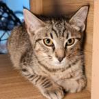 Sweetie, Adoptable, Adult Female Domestic Short Hair.