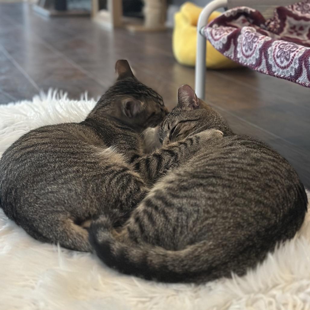 Enlarge Sweetie, a Adoptable Domestic Short Hair in Nashville, TN image 2/3