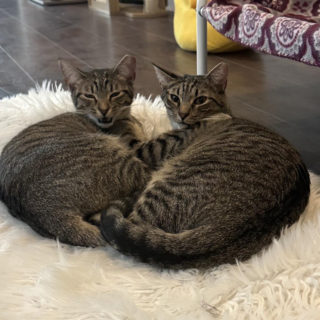 Enlarge Sweetie, a Adoptable Domestic Short Hair in Nashville, TN image 3/3