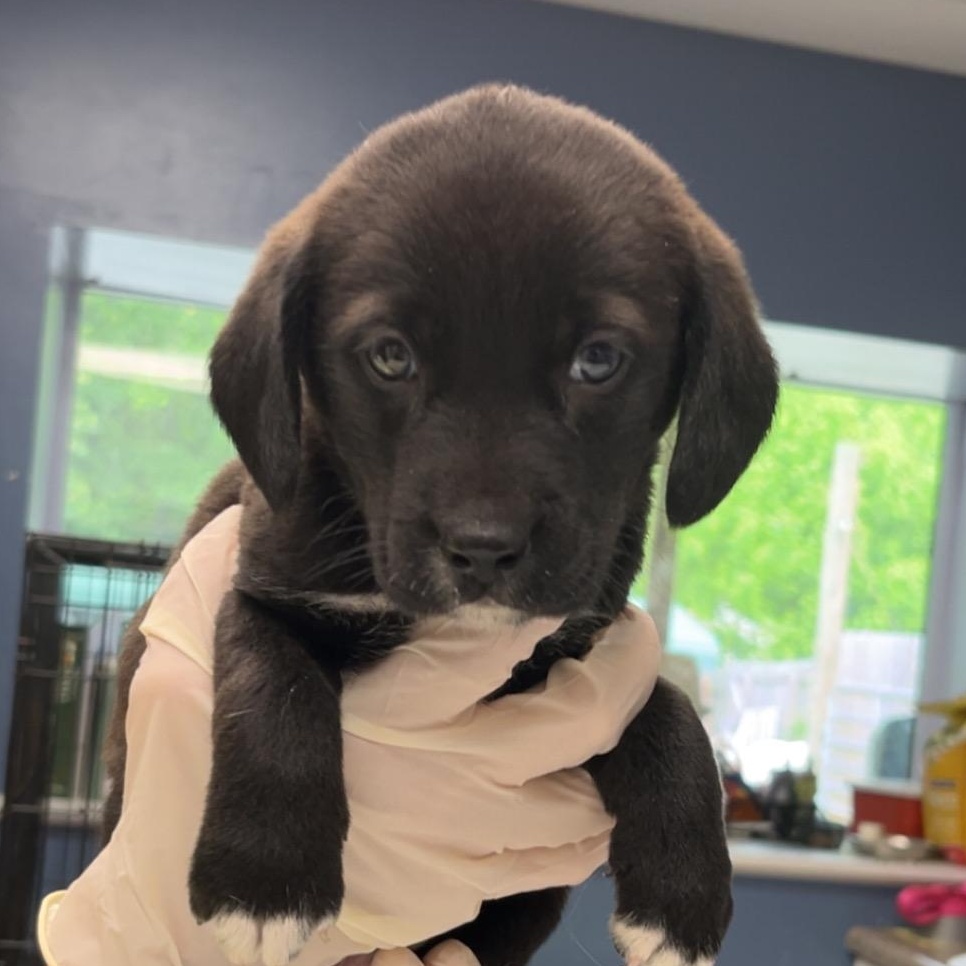 Enlarge Twix, an adopted mixed breed in Maynardville, TN image 1/1