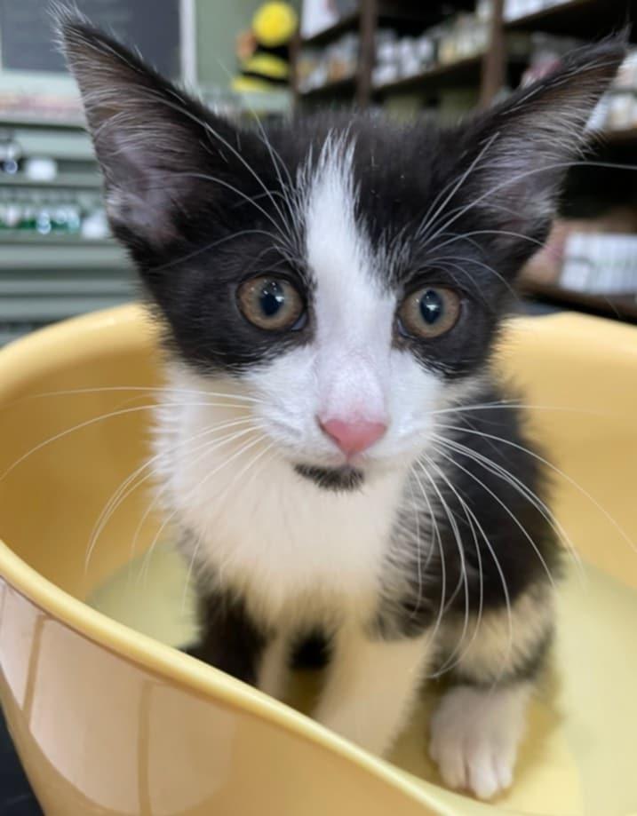 Ectoe, Baby Female Tuxedo