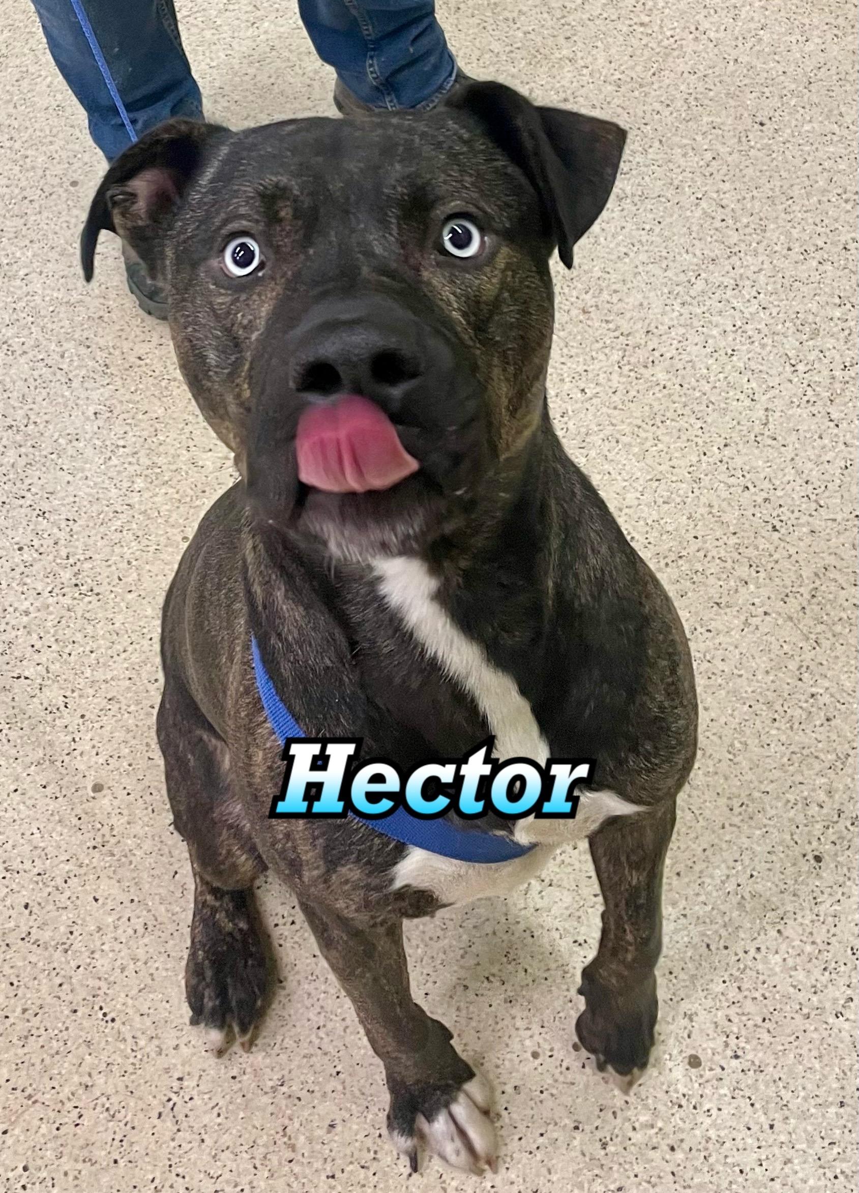 Hector