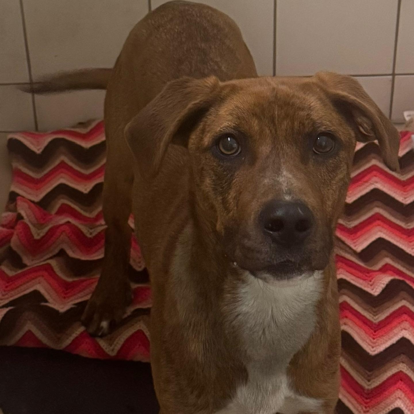 Enlarge Sasha, a Adoptable Hound in Ulster, PA image 1/1