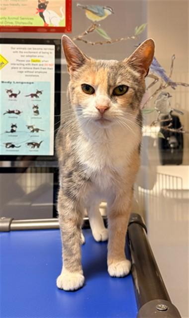 Enlarge RAIN, a Adoptable Domestic Short Hair in Statesville, NC image 1/1