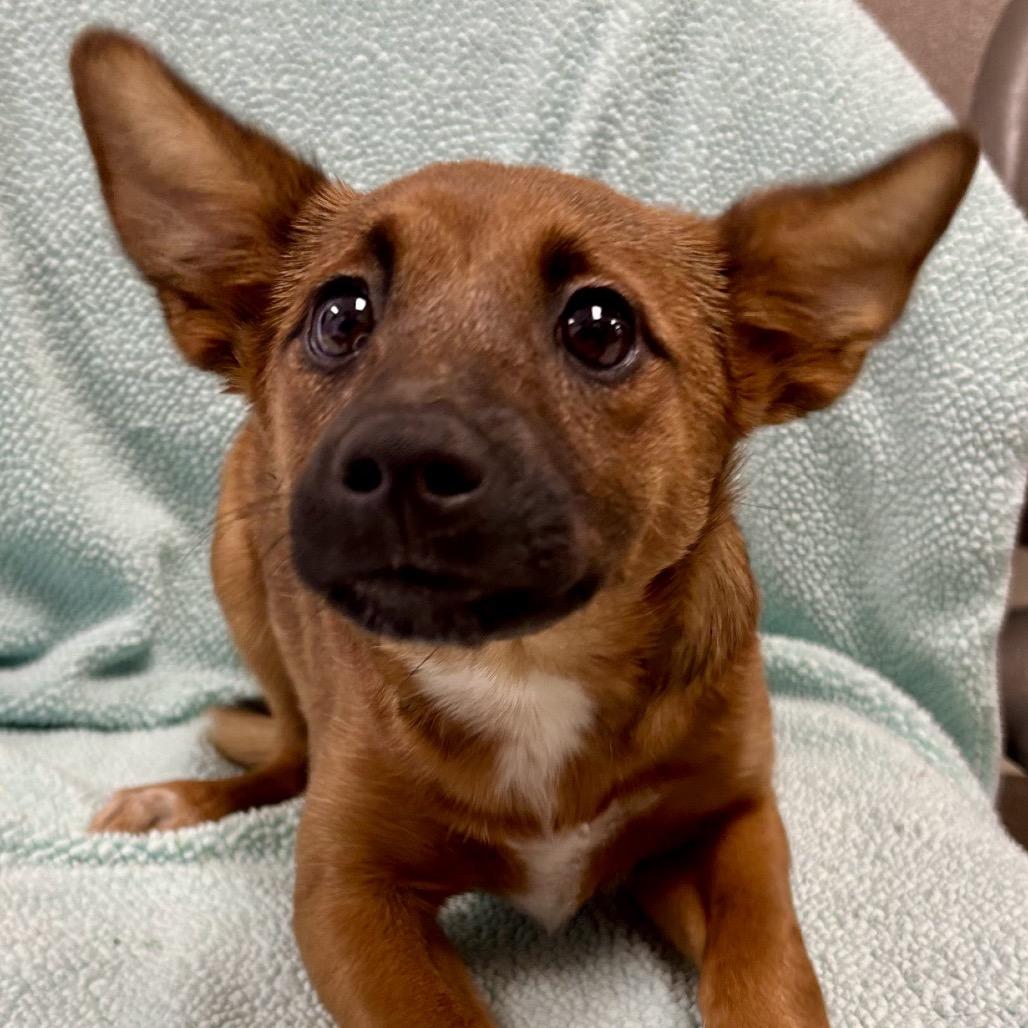 Enlarge Bean(Berry), a Adoptable mixed breed in St Joseph, MO image 1/1