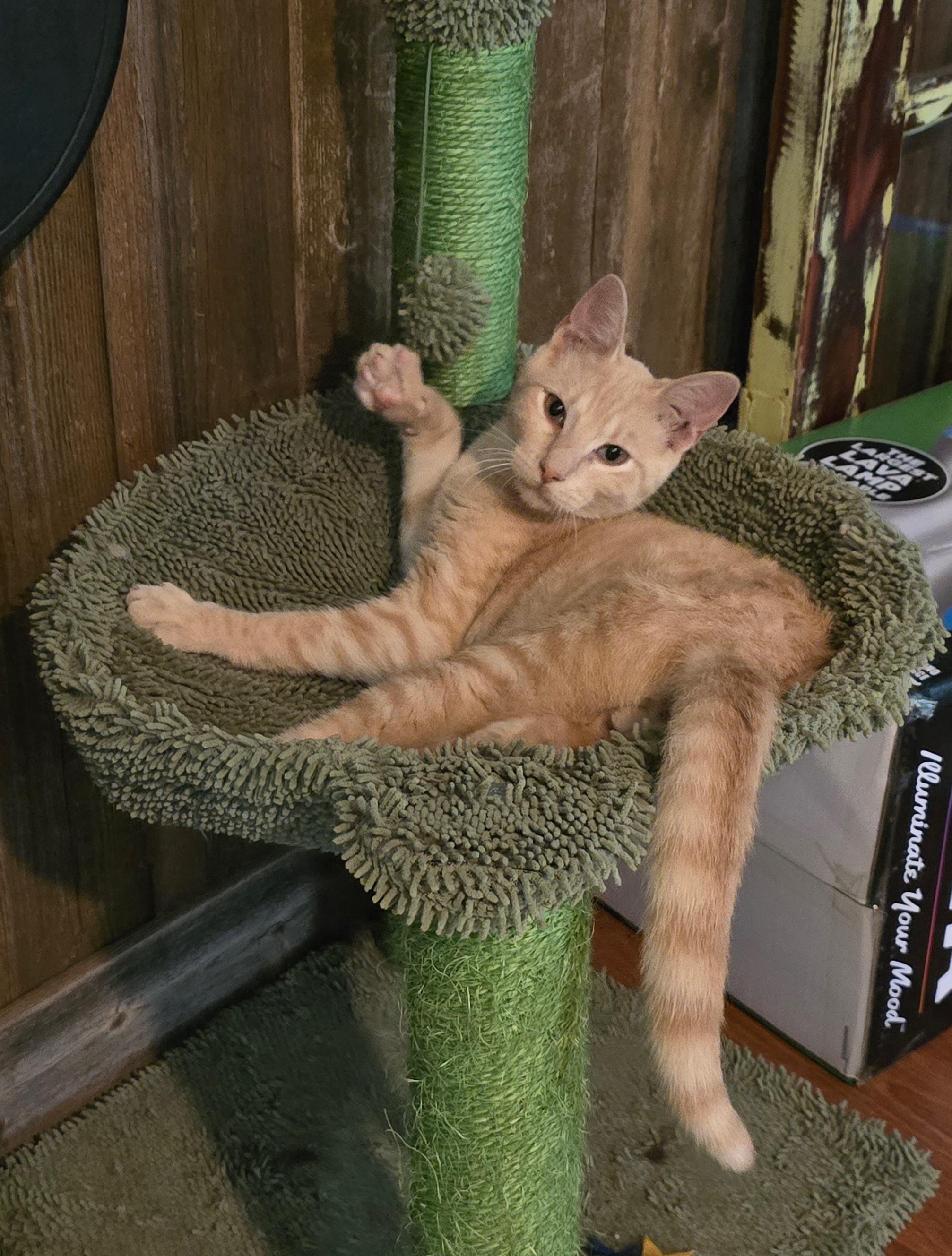 Leo