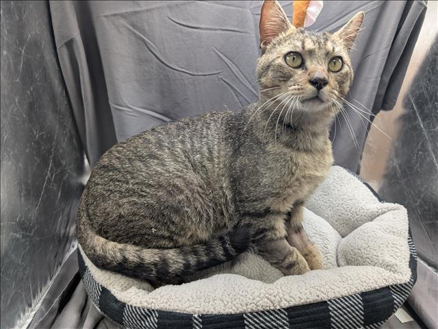 CHARLIE, Adoptable, Adult Male Domestic Short Hair.