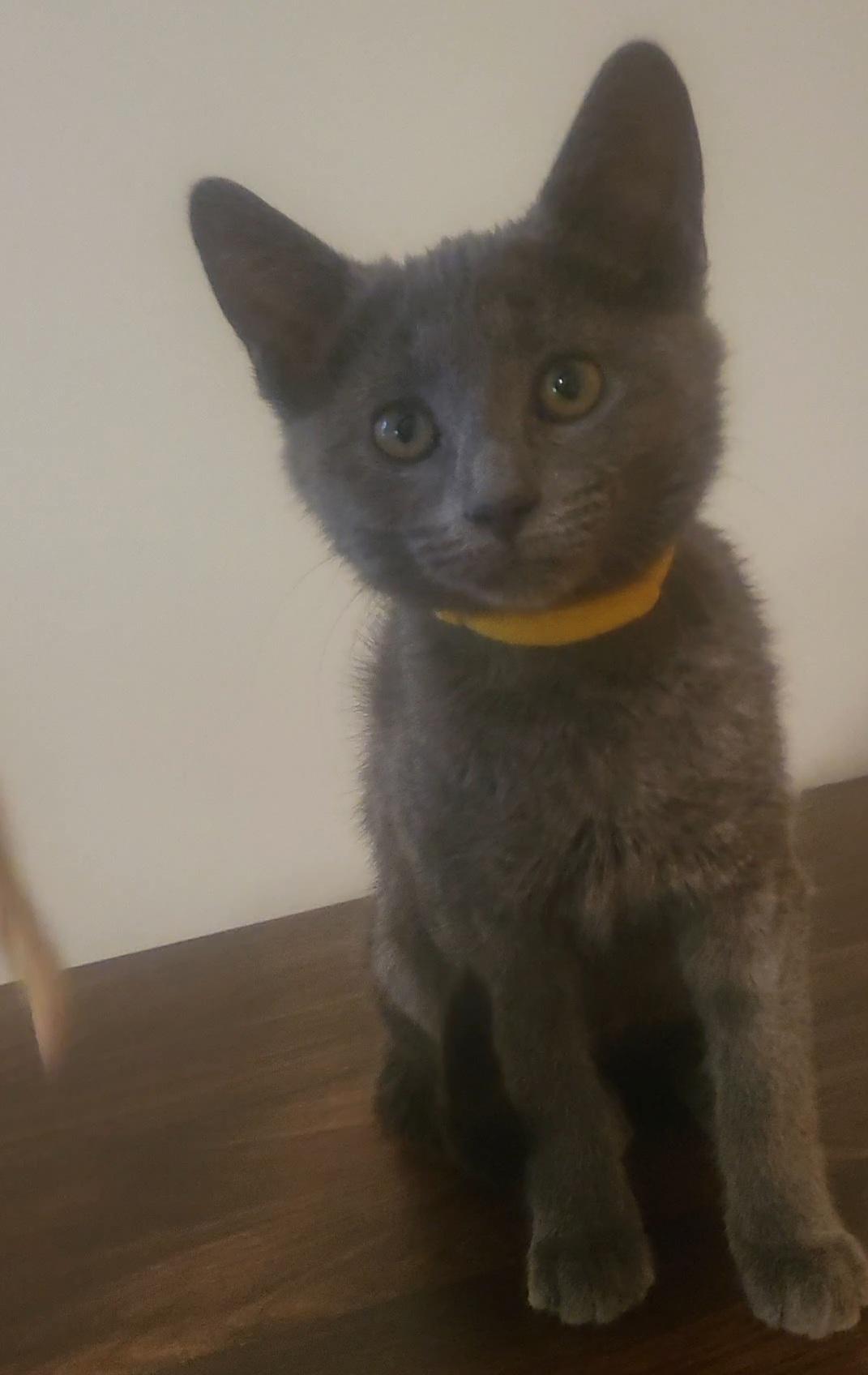 Babs, Adoptable, Kitten Female Russian Blue & Domestic Short Hair.