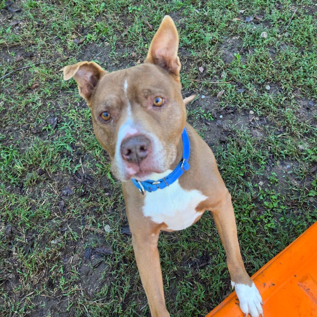 Suess (FKA zuess), Adoptable, Senior Male Pit Bull Terrier.