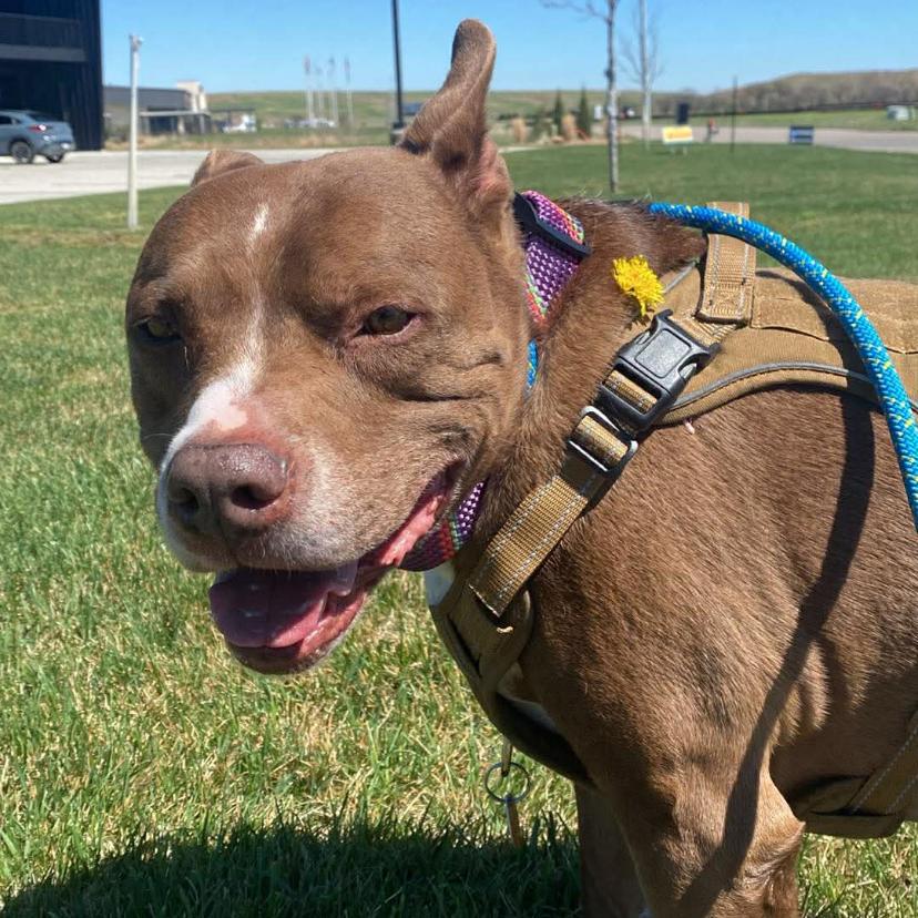 Enlarge Suess (FKA zuess), a Adoptable Pit Bull Terrier in Spring Hill, KS image 2/5
