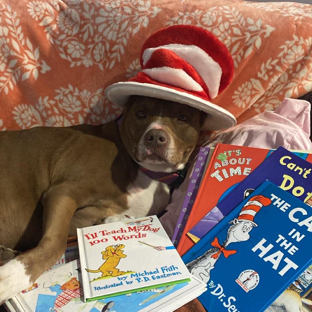 Enlarge Suess (FKA zuess), a Adoptable Pit Bull Terrier in Spring Hill, KS image 3/5