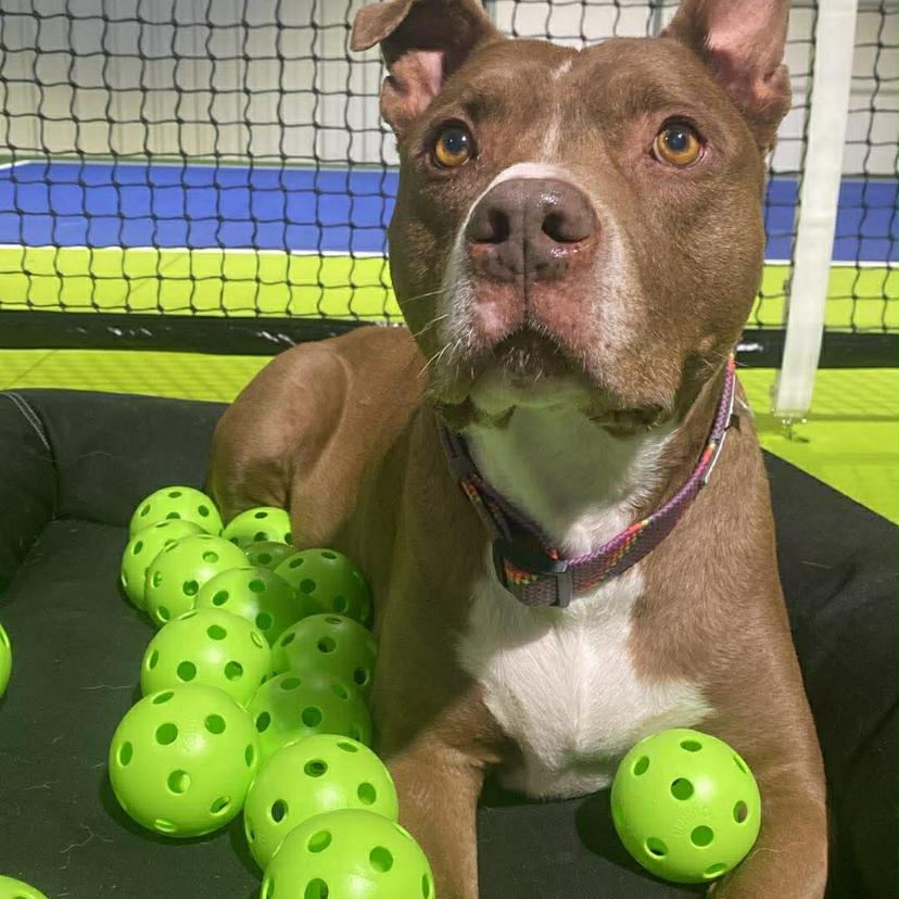 Enlarge Suess (FKA zuess), a Adoptable Pit Bull Terrier in Spring Hill, KS image 4/5