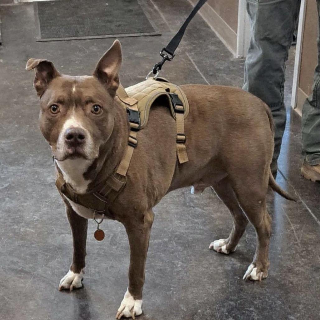 Enlarge Suess (FKA zuess), a Adoptable Pit Bull Terrier in Spring Hill, KS image 5/5