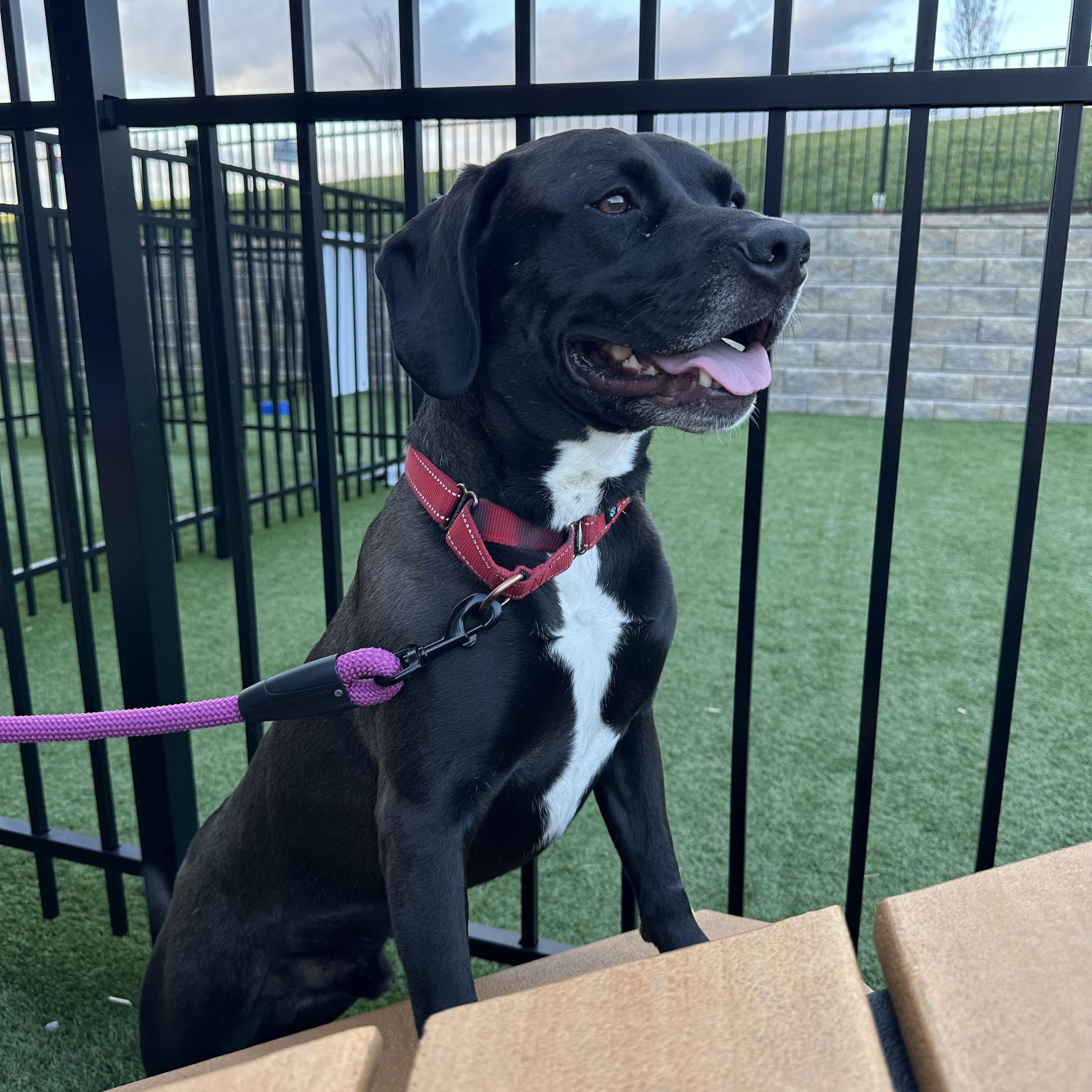 Sarge, a Adoptable mixed breed in Mount Juliet, TN image 1/6