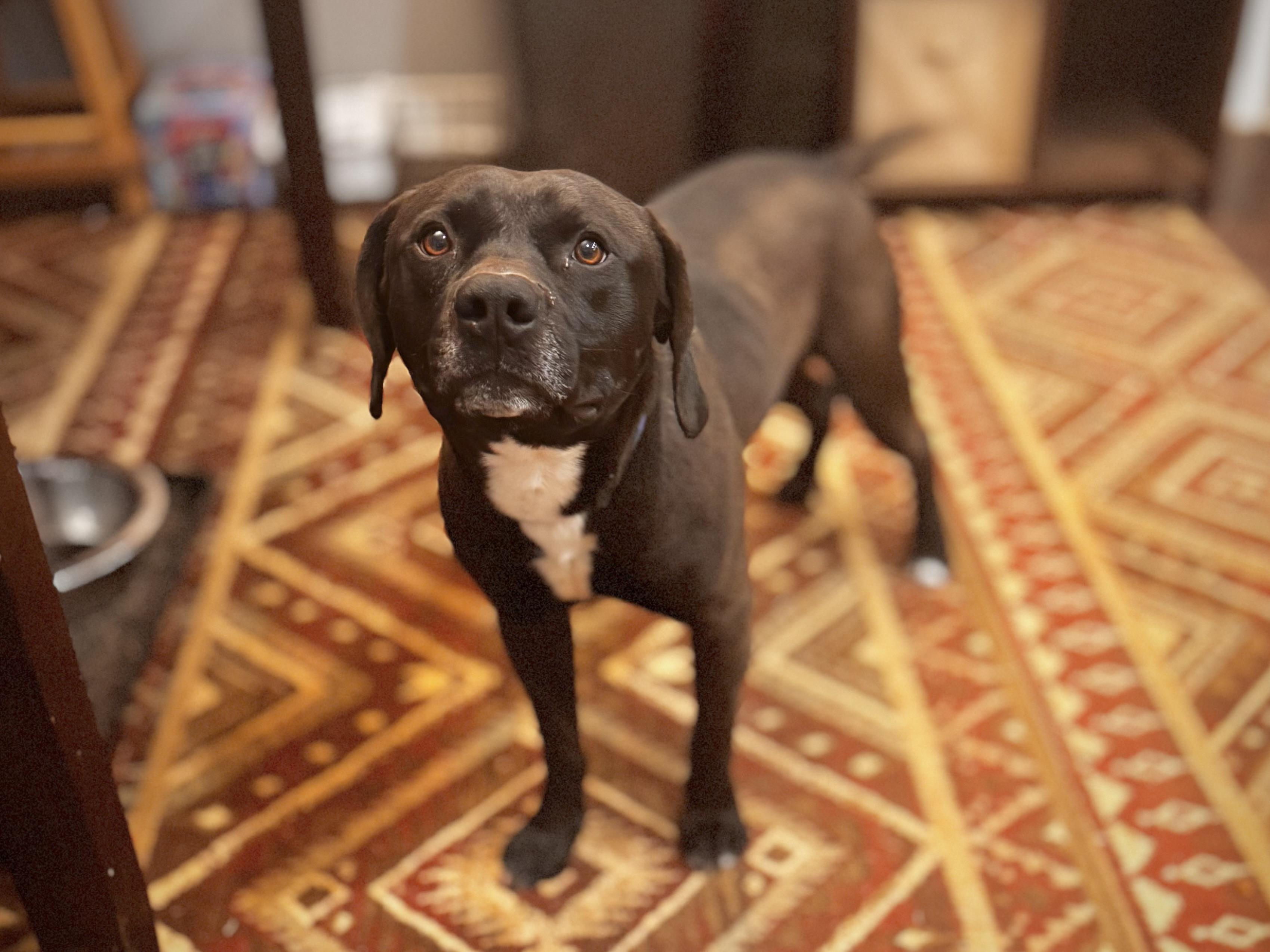 Sarge, a Adoptable mixed breed in Mount Juliet, TN image 3/6