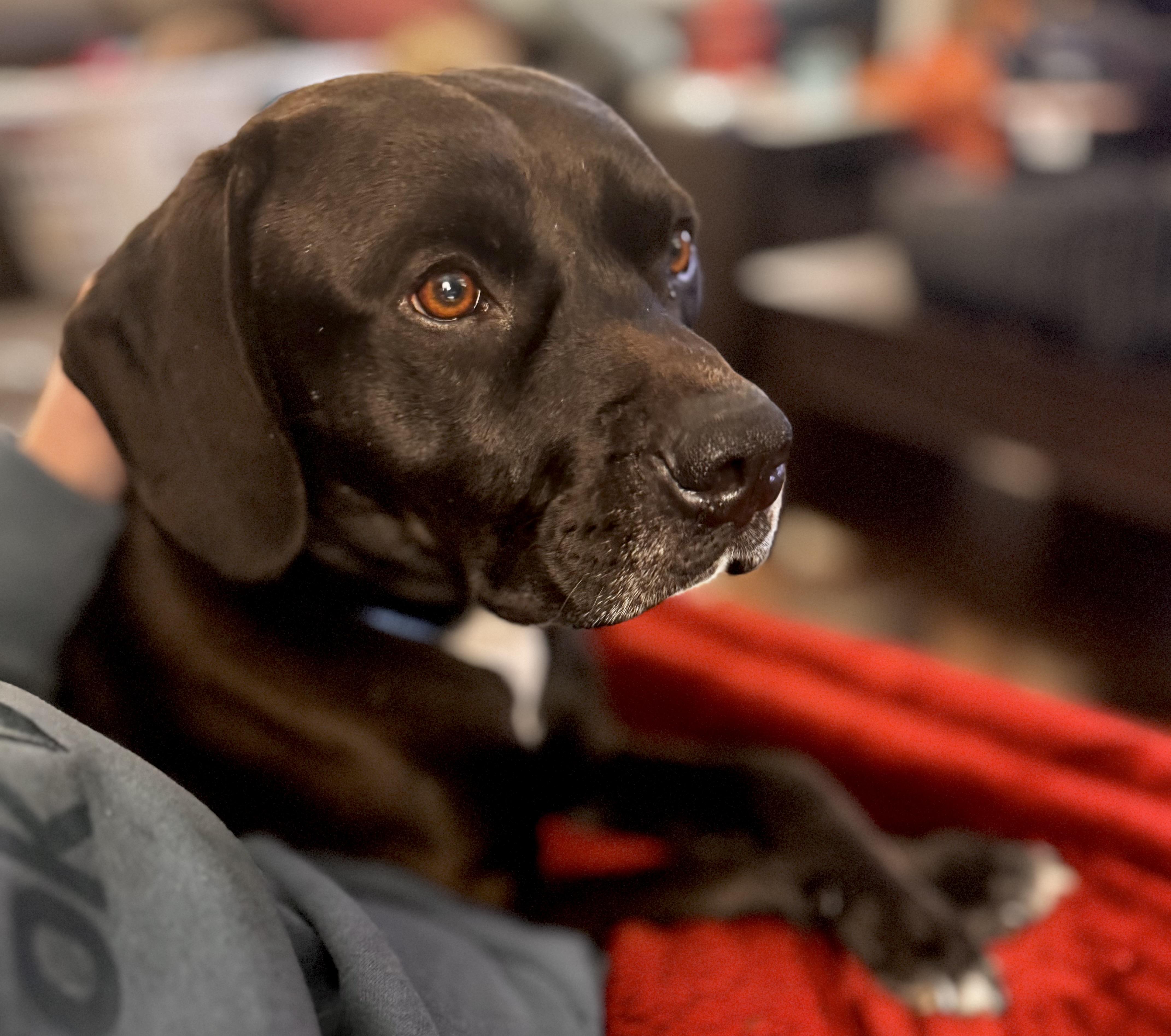 Sarge, a Adoptable mixed breed in Mount Juliet, TN image 4/6