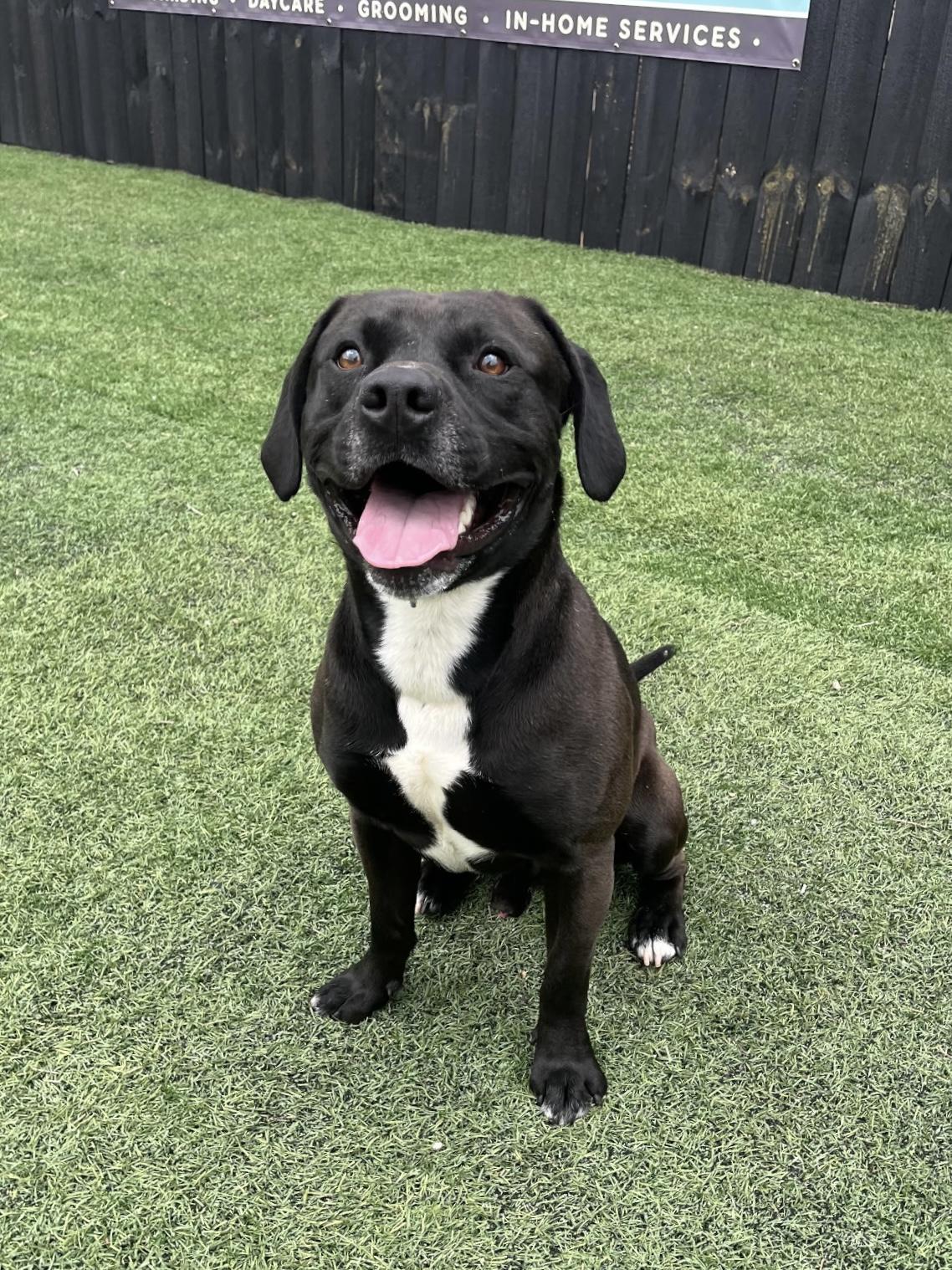 Sarge, a Adoptable mixed breed in Mount Juliet, TN image 5/6