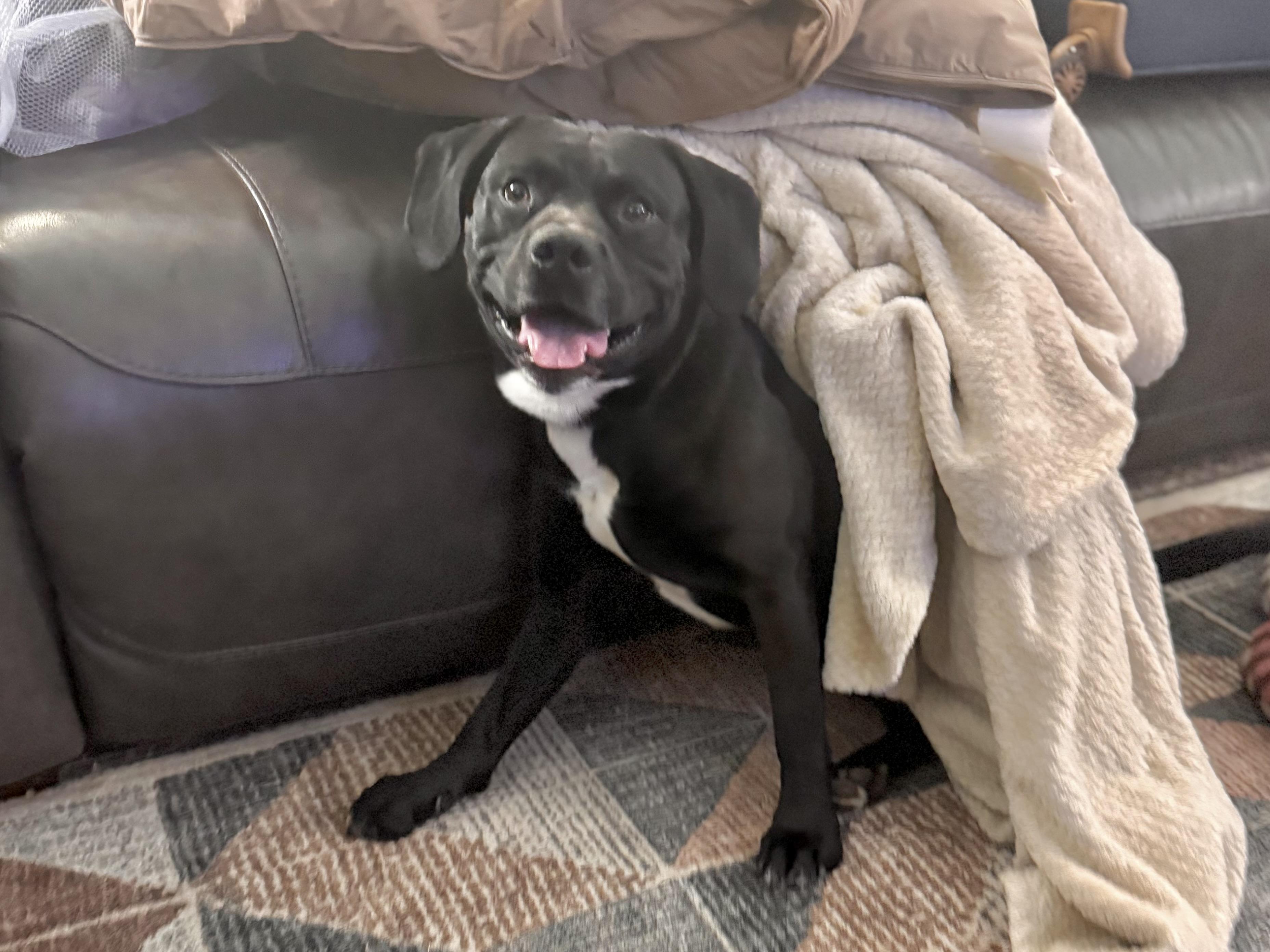 Sarge, a Adoptable mixed breed in Mount Juliet, TN image 6/6