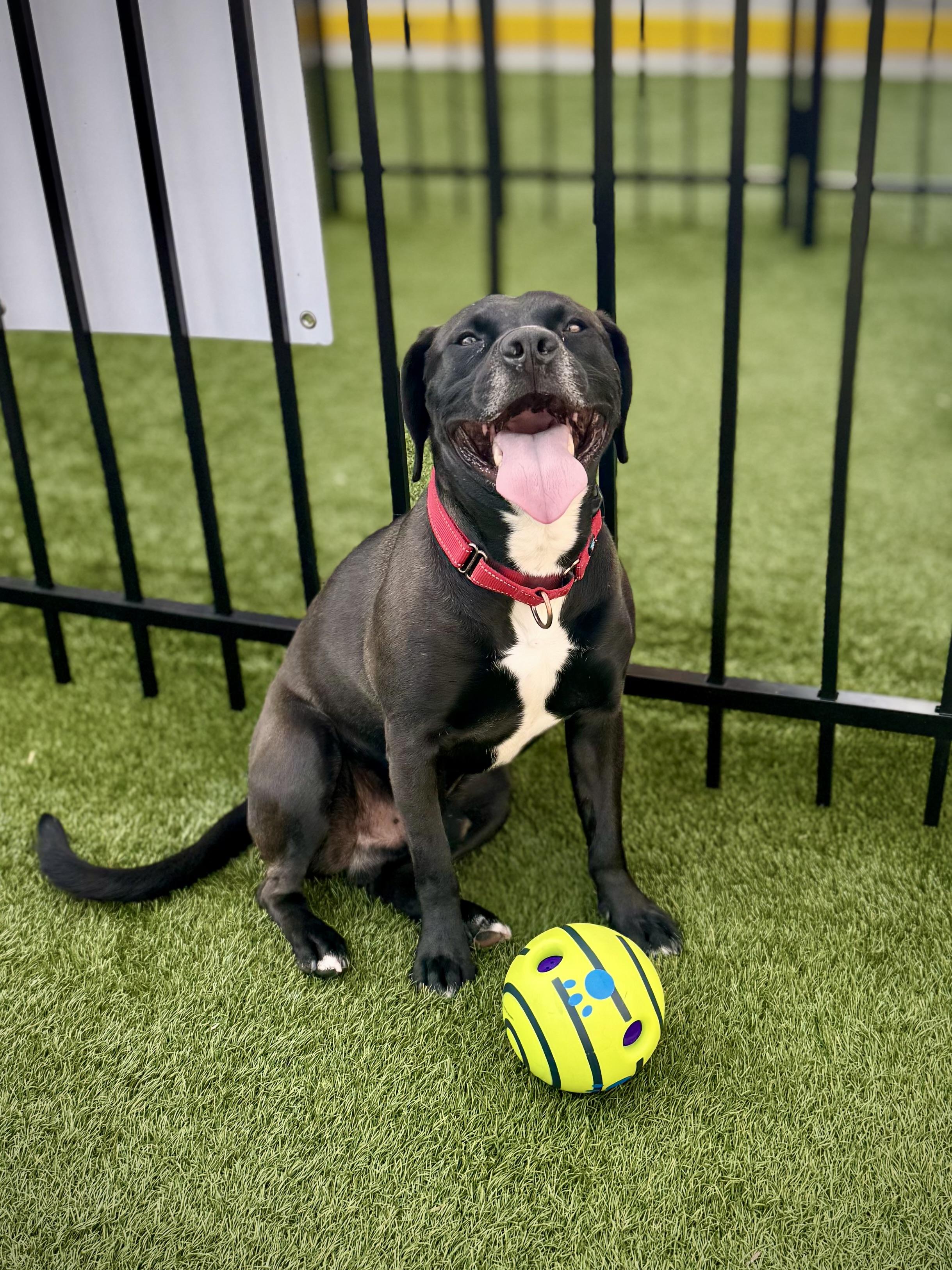 Sarge, a Adoptable mixed breed in Mount Juliet, TN image 2/6