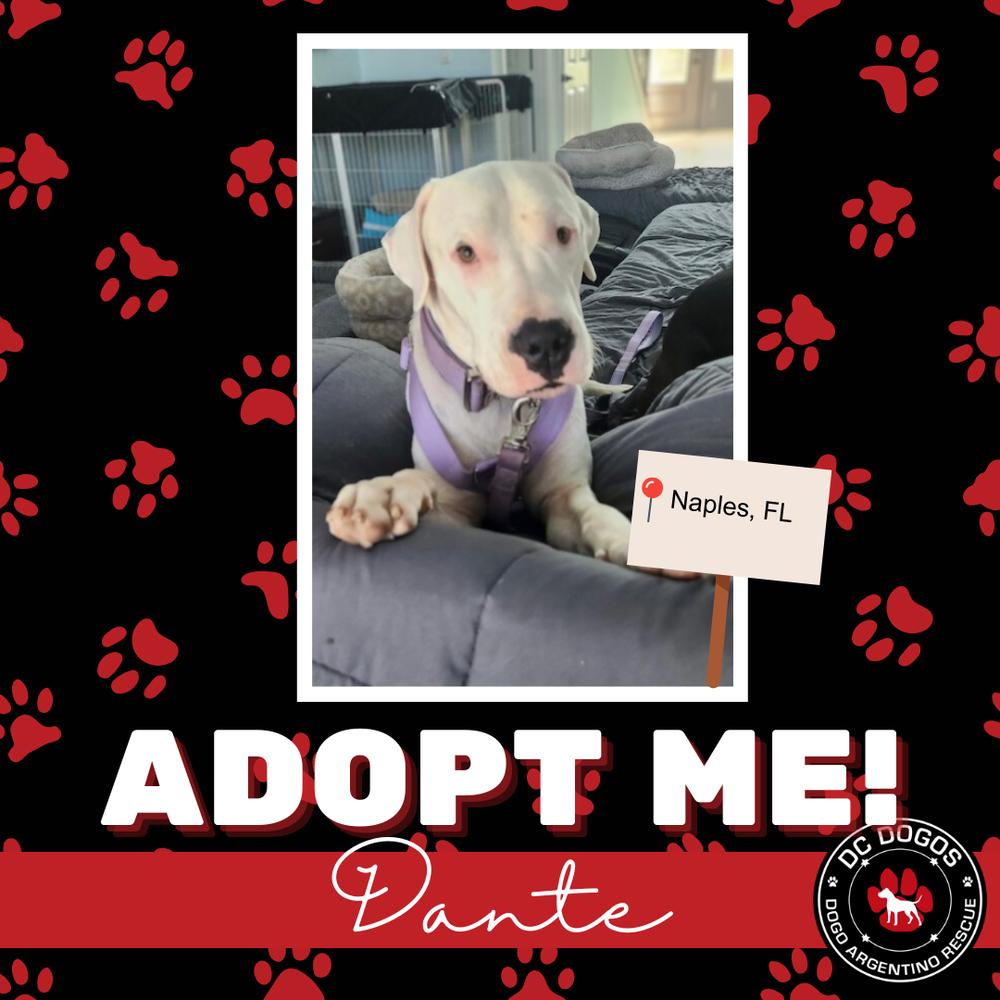 Enlarge Dante, a ADOPTABLE Dogo Argentino in Tampa, FL image 1/1